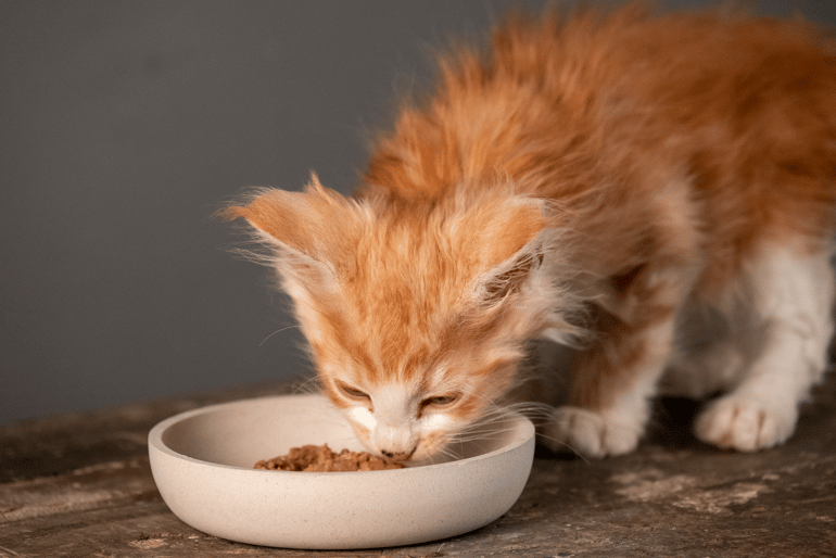 kitten voer: wat is het beste?