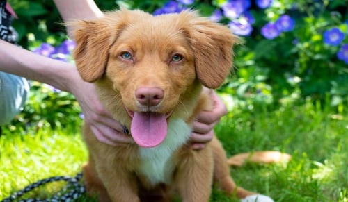 Previs site twijfel Gehoorzaamheid Hoe herken je lintwormen bij jouw hond: 5 tips!