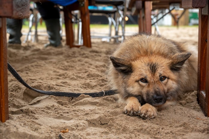 Parasieten ontlasting hond