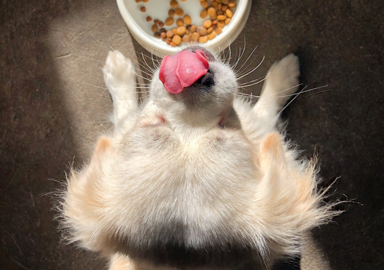 hoeveel gram moet een hond eten per dag