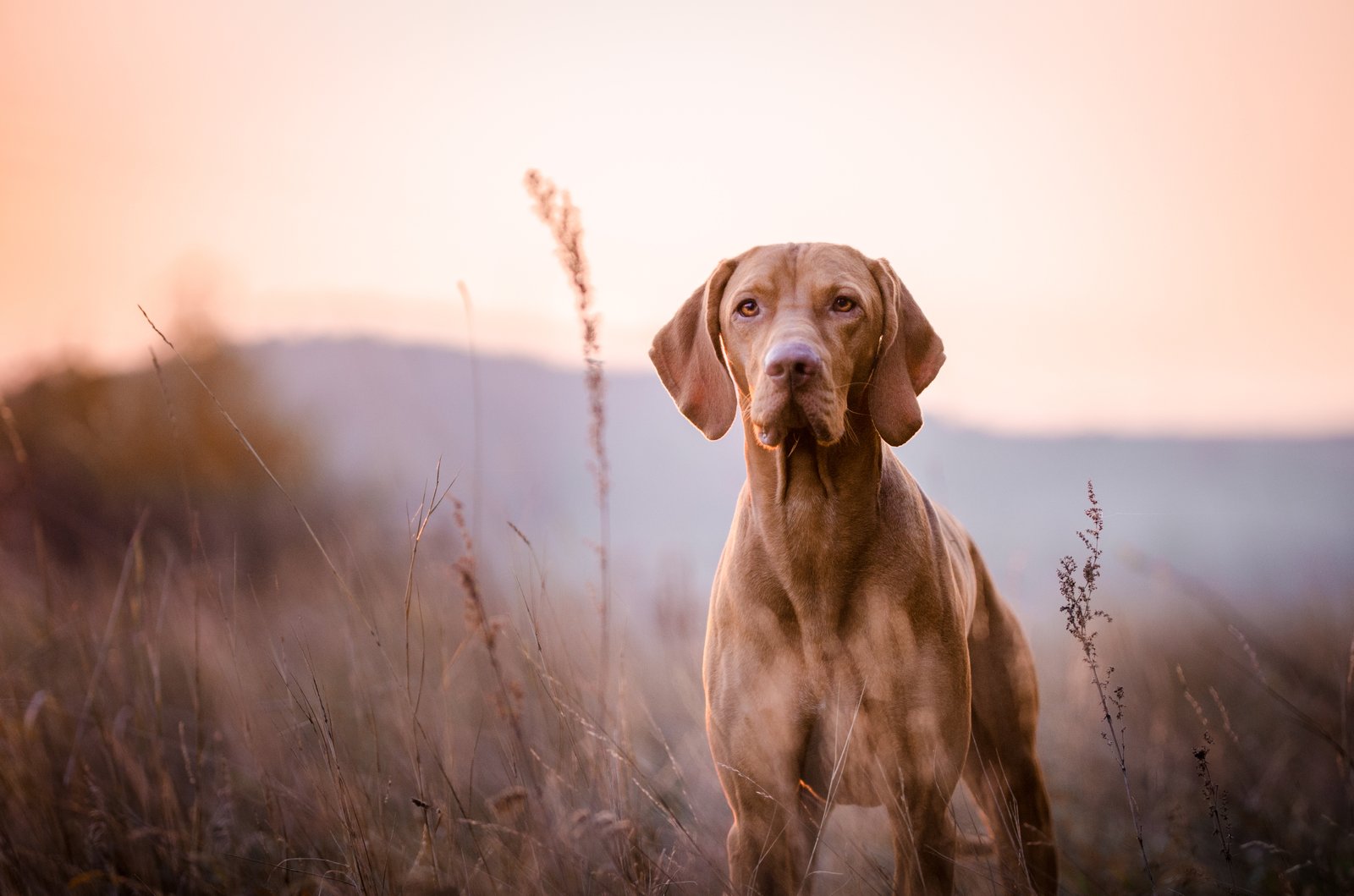 vacht hond na sterilisatie