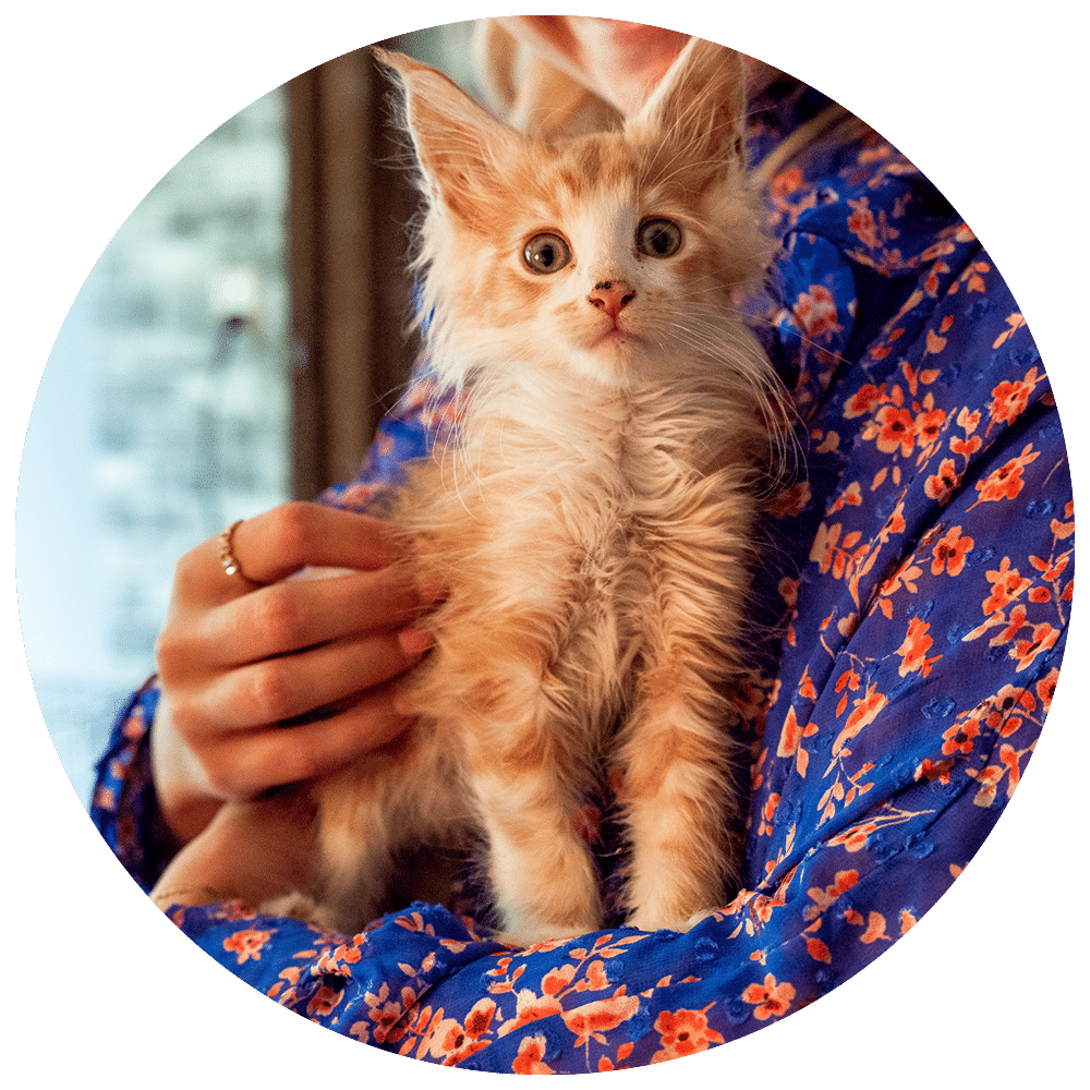Website Cirkel + kitten2