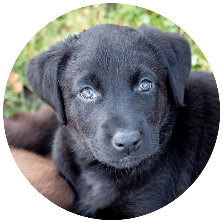 Website Cirkel + pup