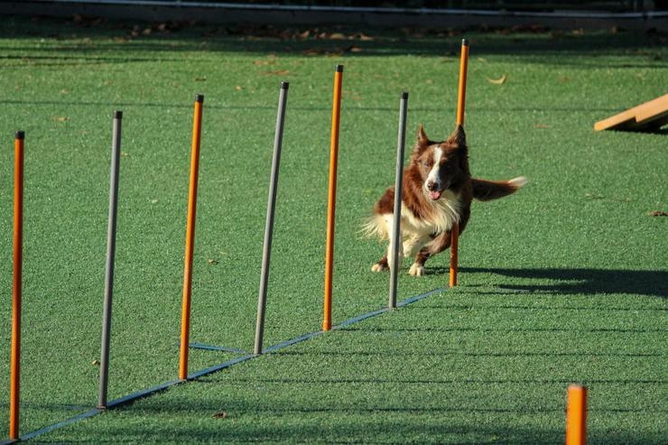 Sporten met je hond