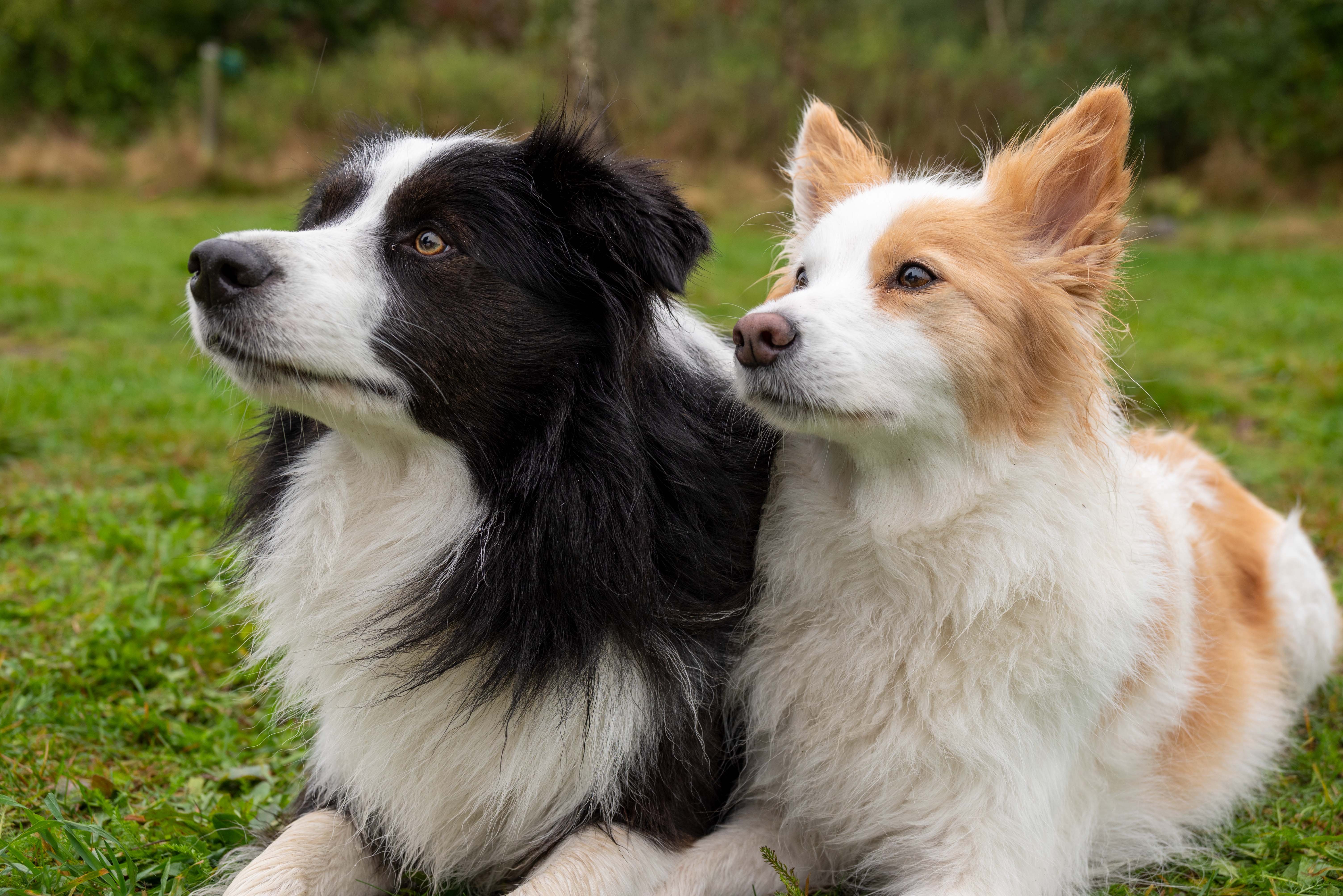 plast hond in huis door stress- 2 honden in het gras
