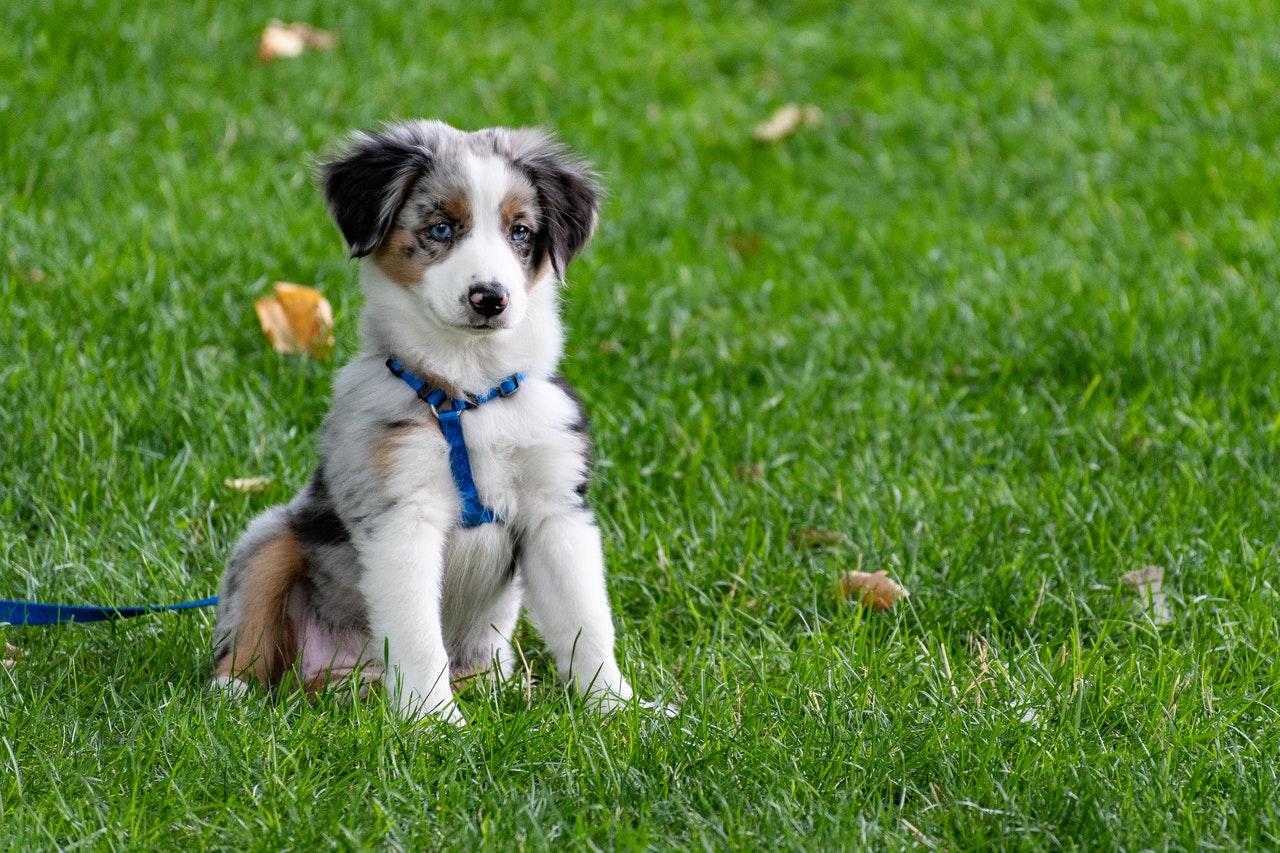 australian shepherd