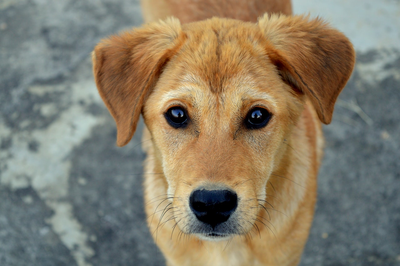 https://www.renske.com/hs-fs/hubfs/short-coated-tan-dog-1189673%20%282%29.jpg?width=1600