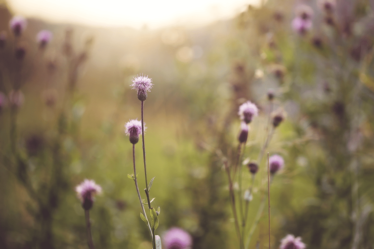 shutterstock_322599779