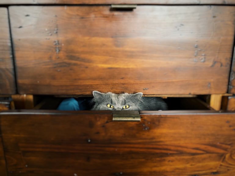 Kat verstopt zich