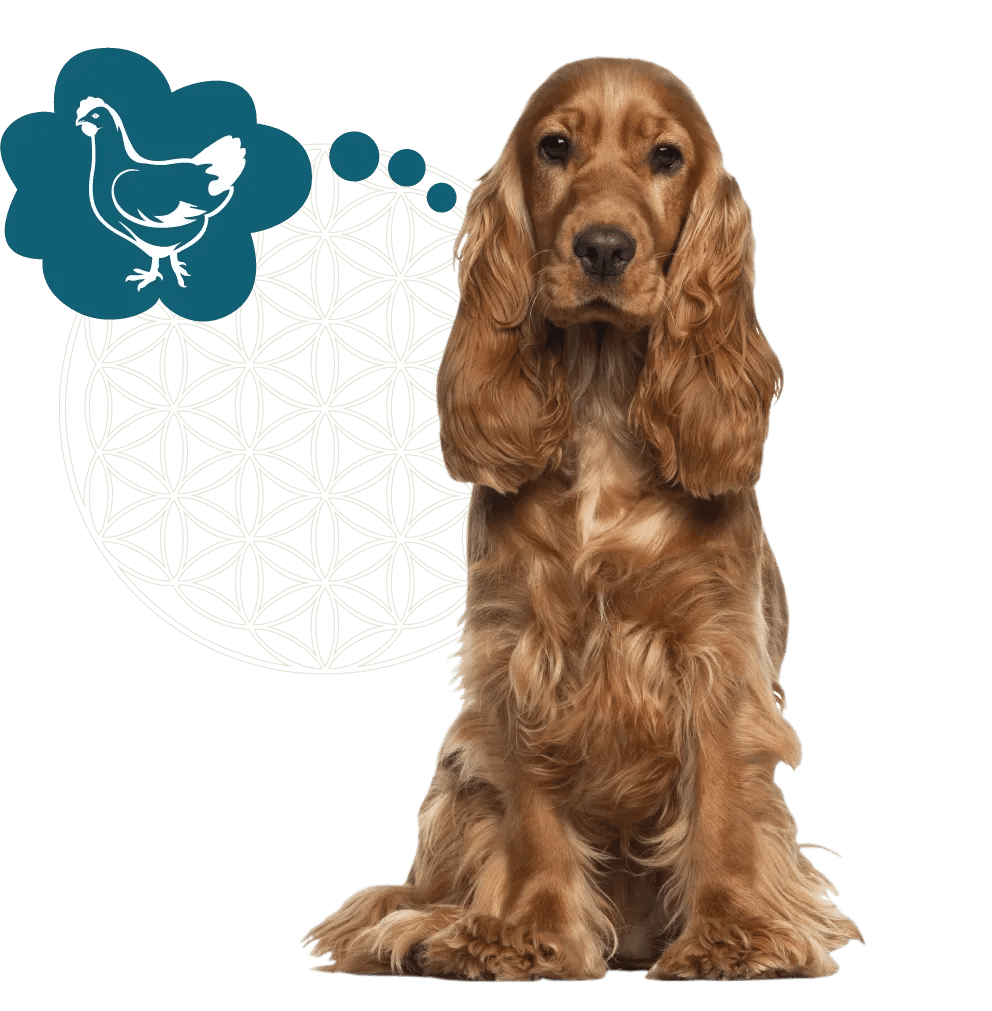 Website afbeelding levensbloem + honden