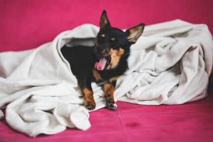 yawning-dog-under-a-blanket-6321 (1)