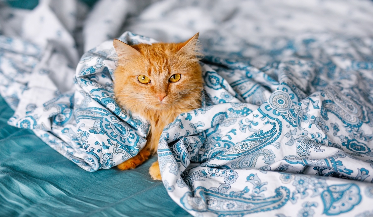 Kat geeft over door stress