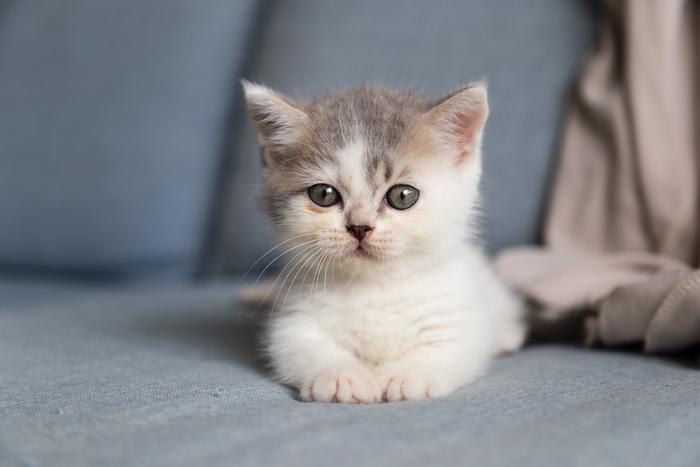 Uitvoeren echo pot Kitten ontwormen: zo doe je dat