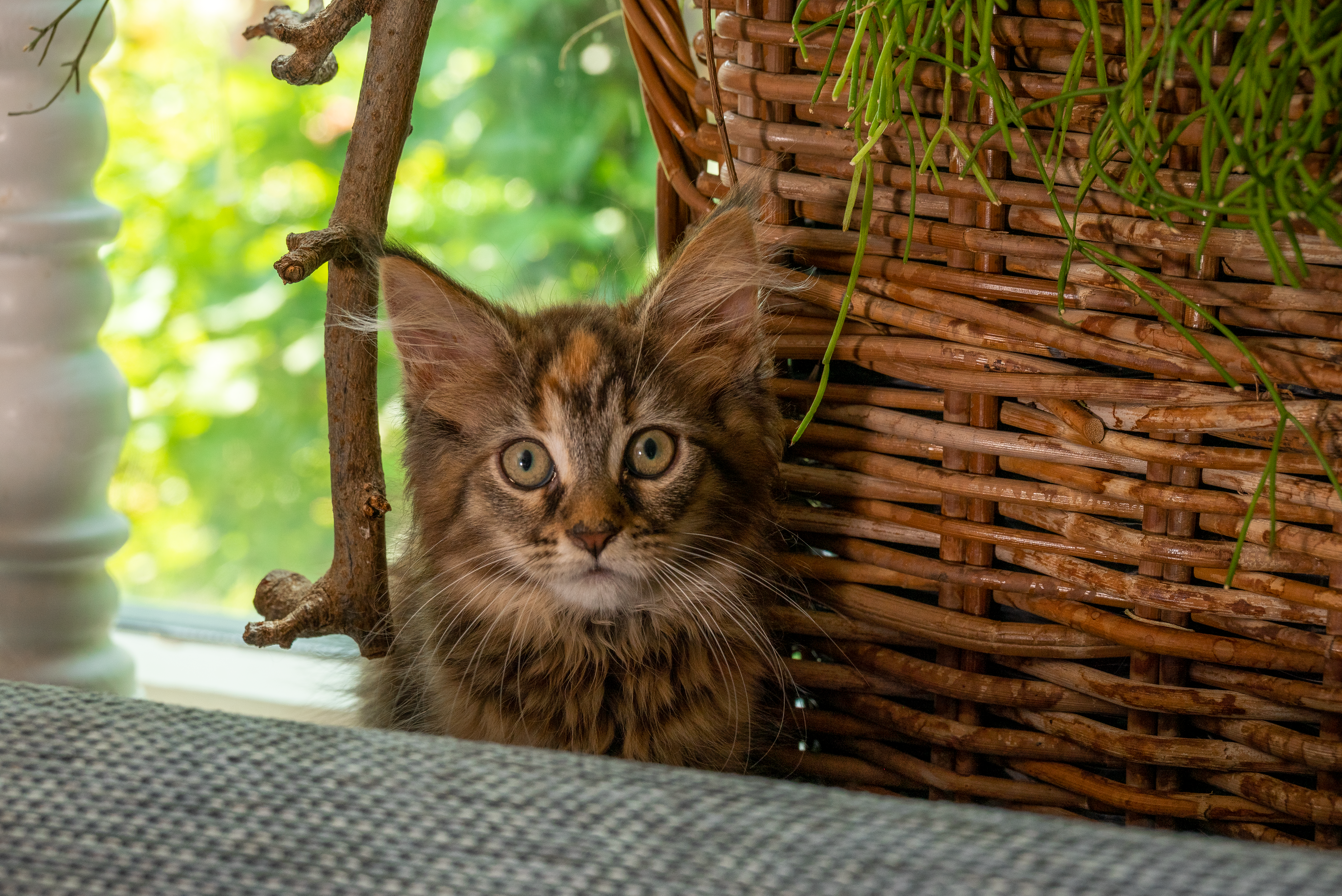 Lintwormen bij katten 