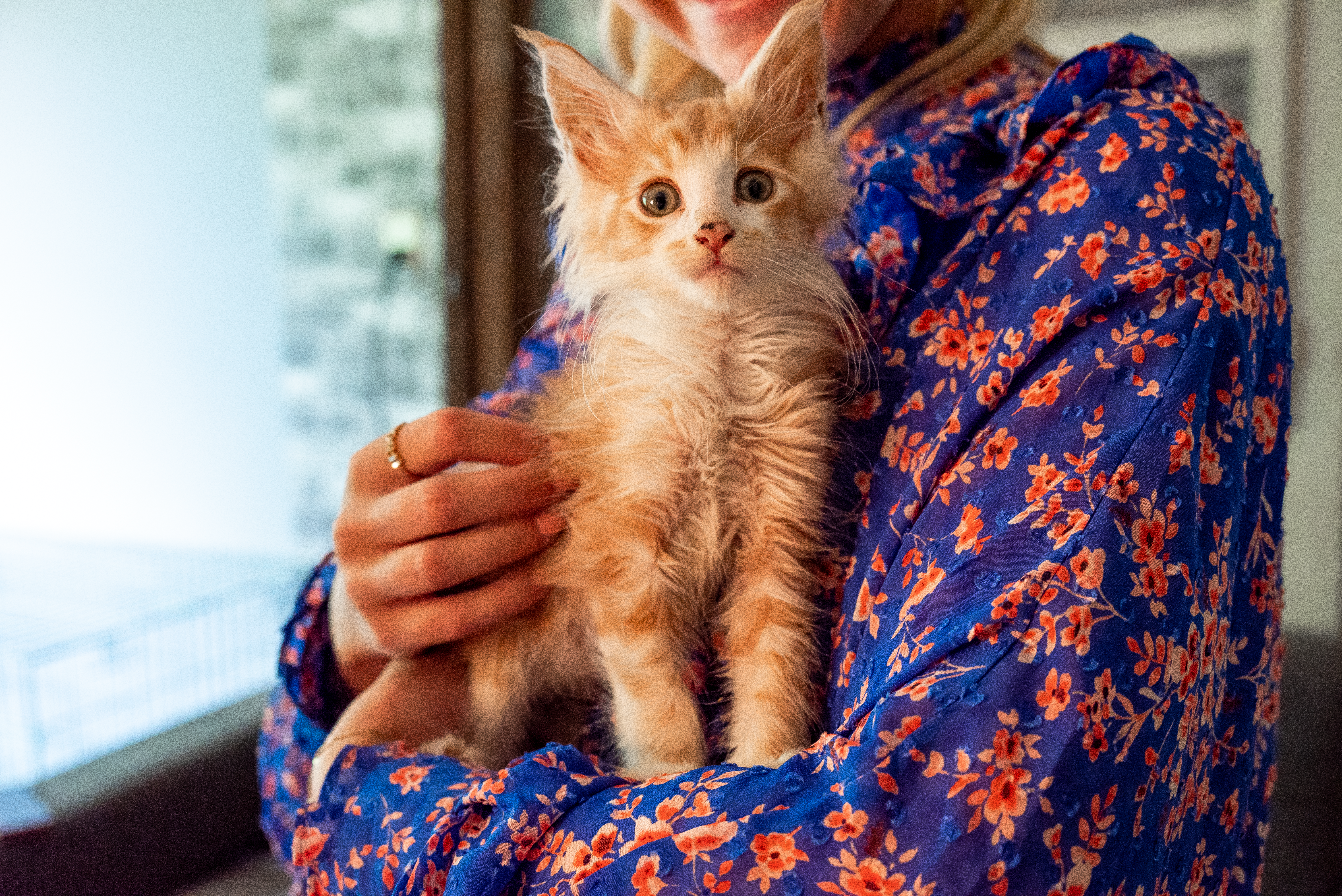 Mijn kat heeft diarree