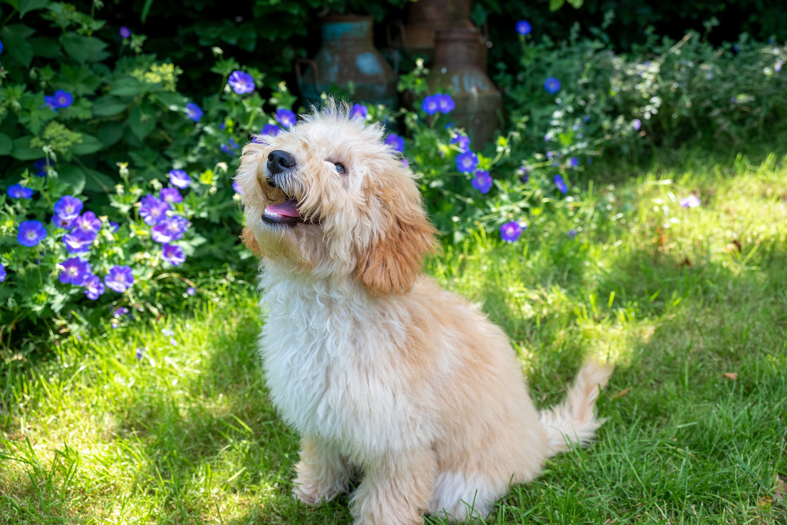 Waarom linkt een hond je 