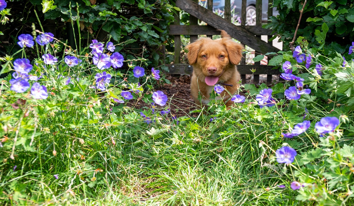 Hooikoorts bij honden 