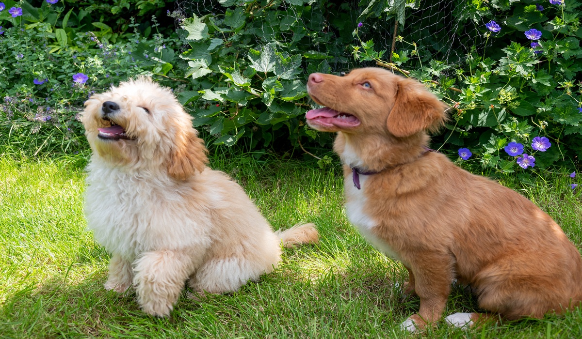 Zo kies je het juiste hypoallergene hondenvoer