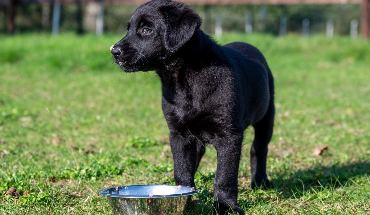 Longwormen bij honden