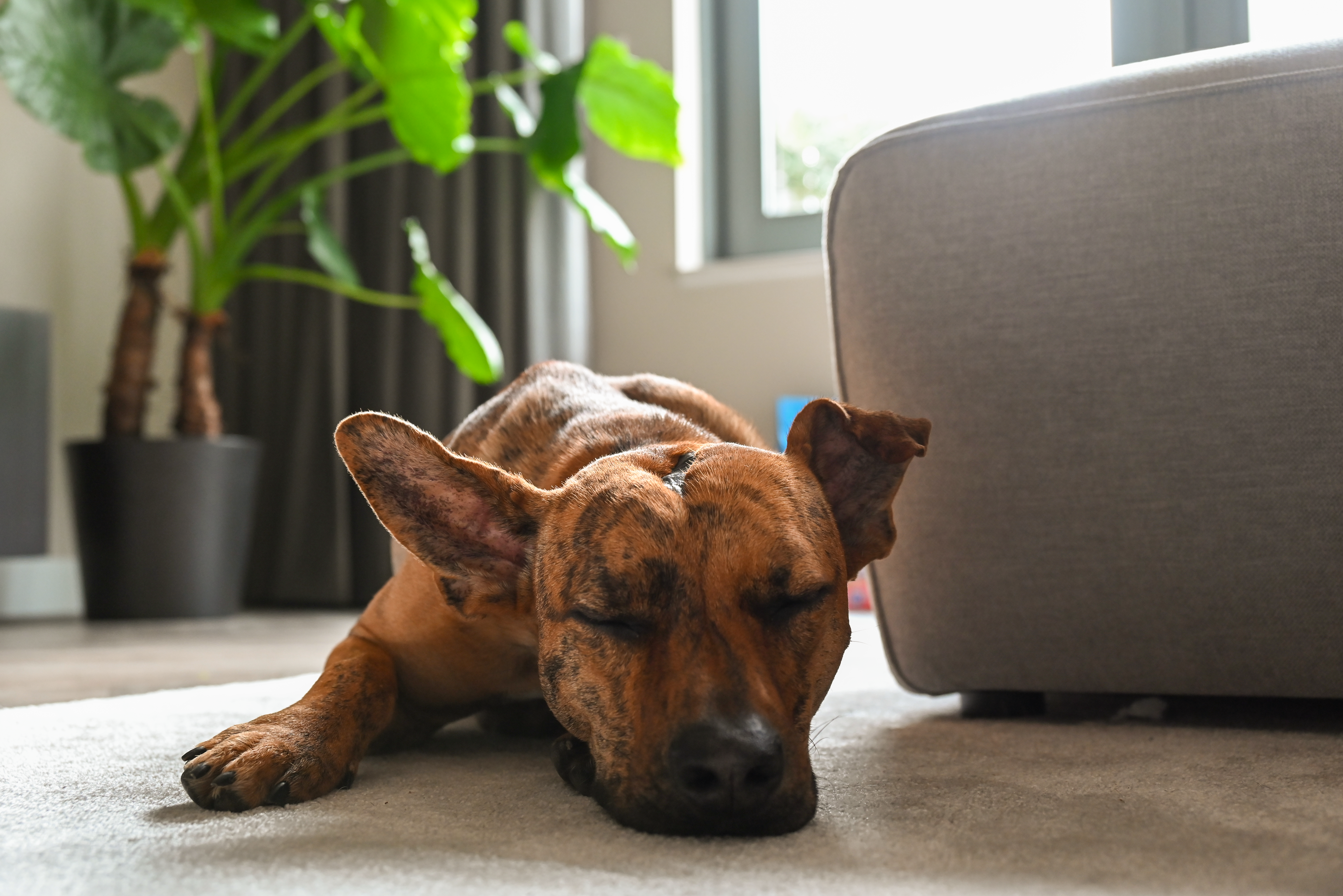 Redenen waarom een hond stress heeft