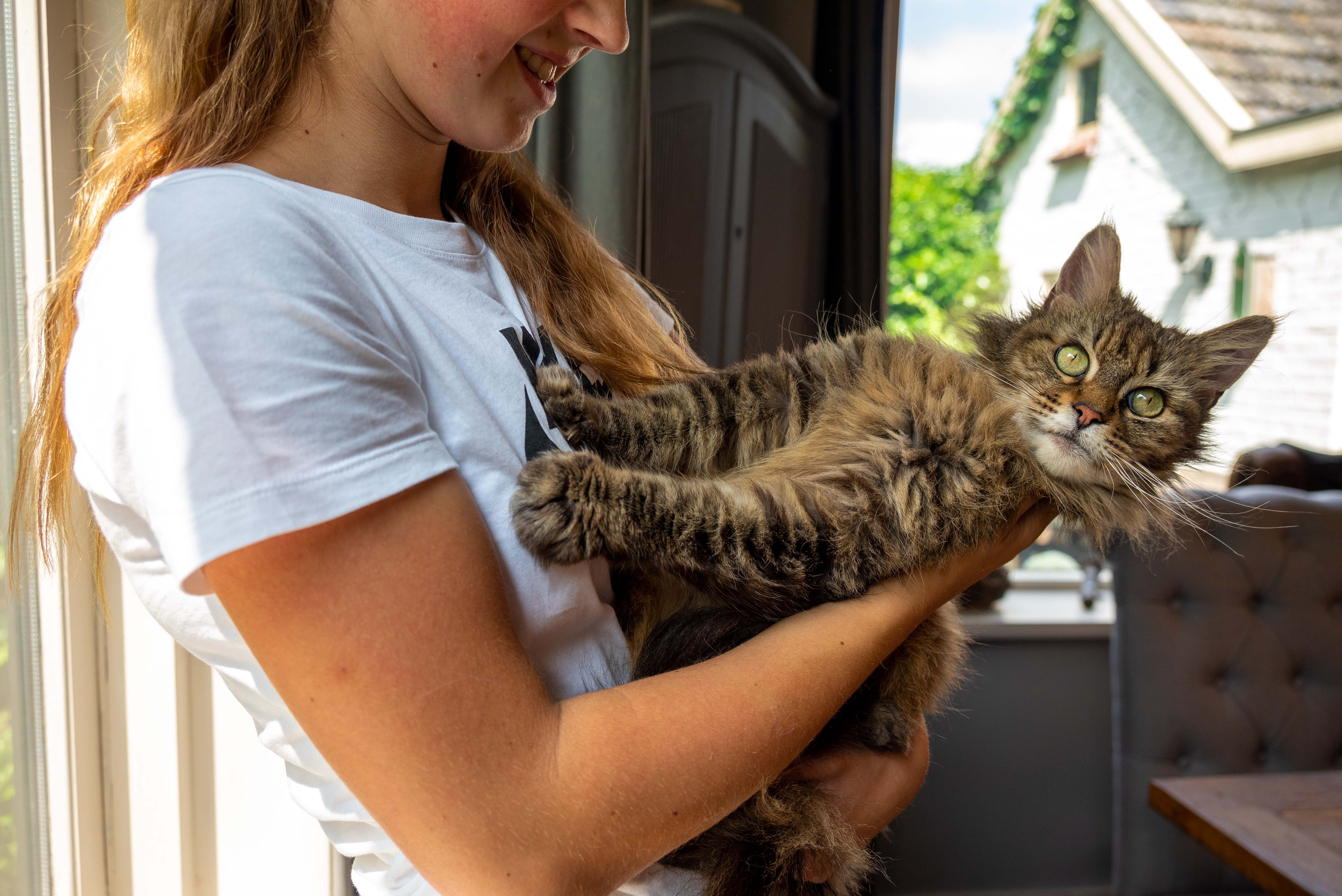 blaasontsteking bij katten