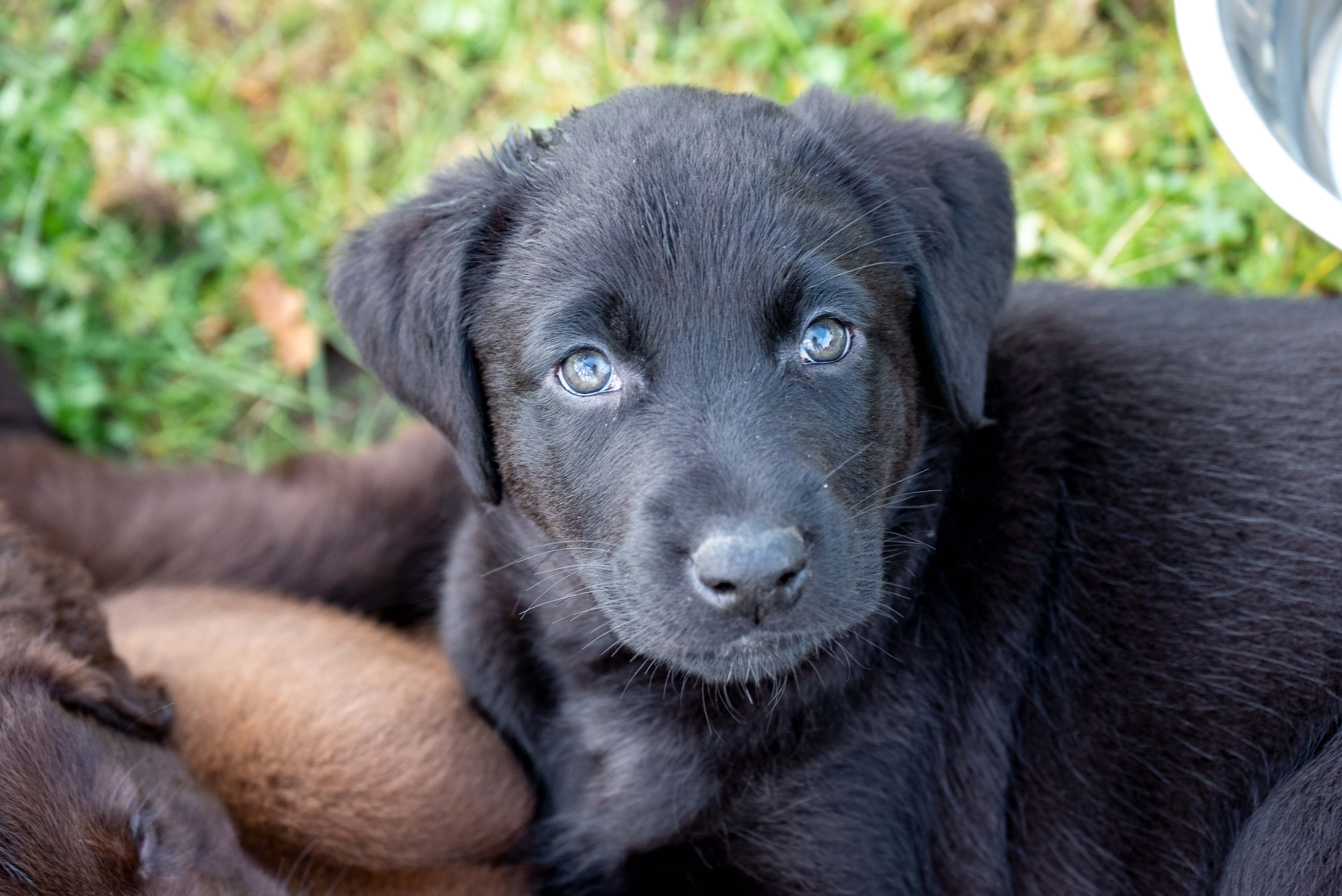 Hond slaapt op zijn rug