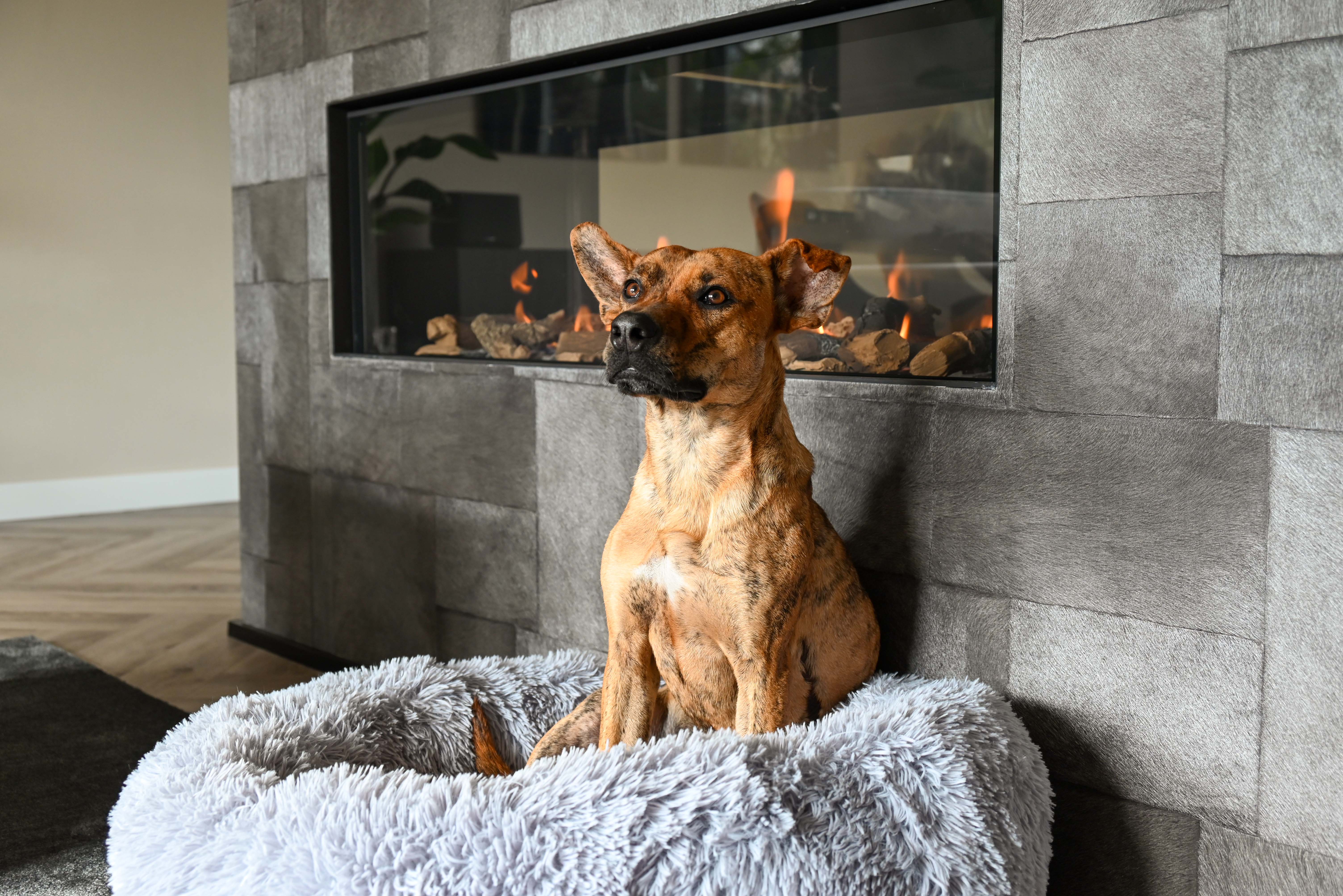 Hond onrustig en gaat niet liggen