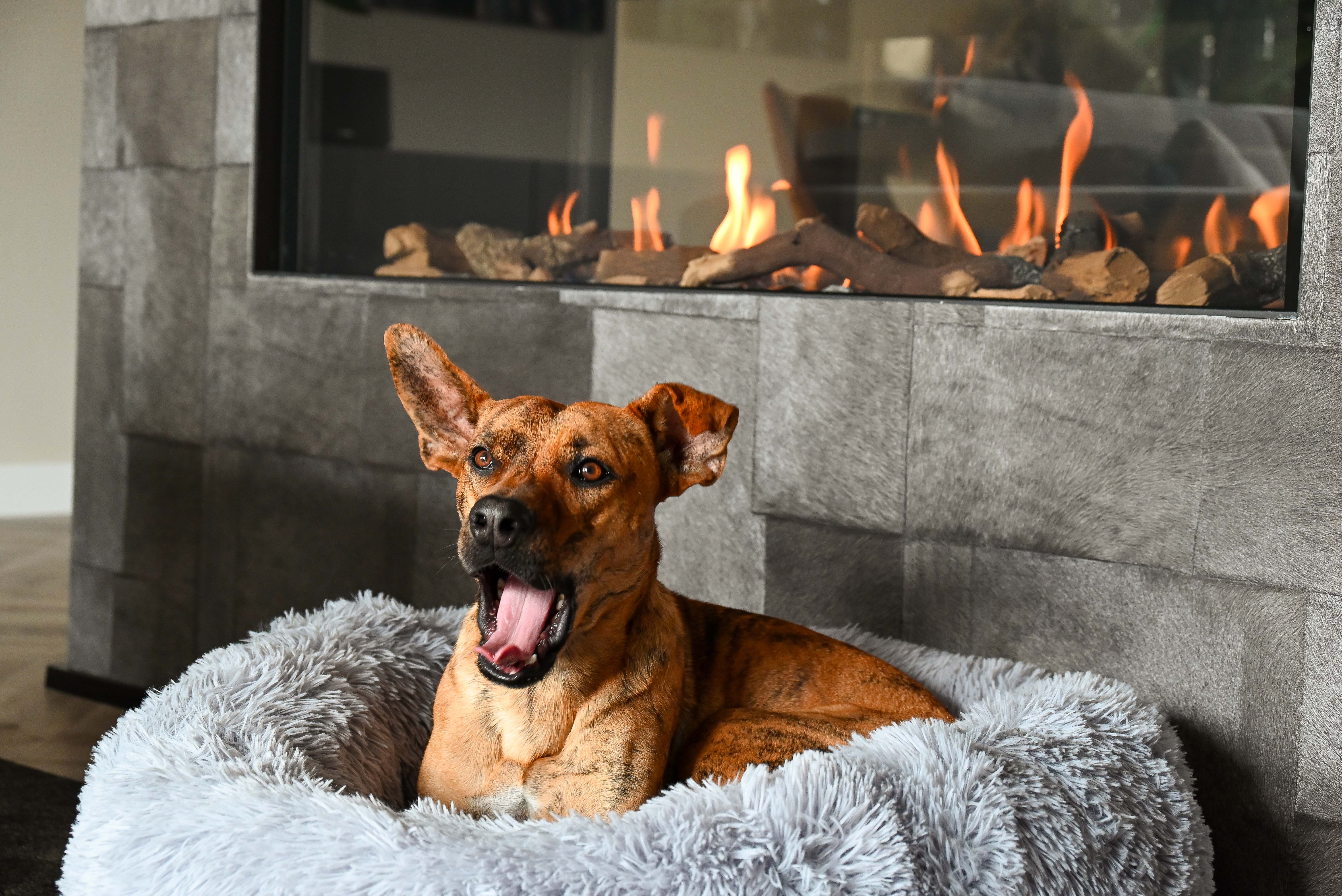 Mijn hond ademt snel in zijn slaap
