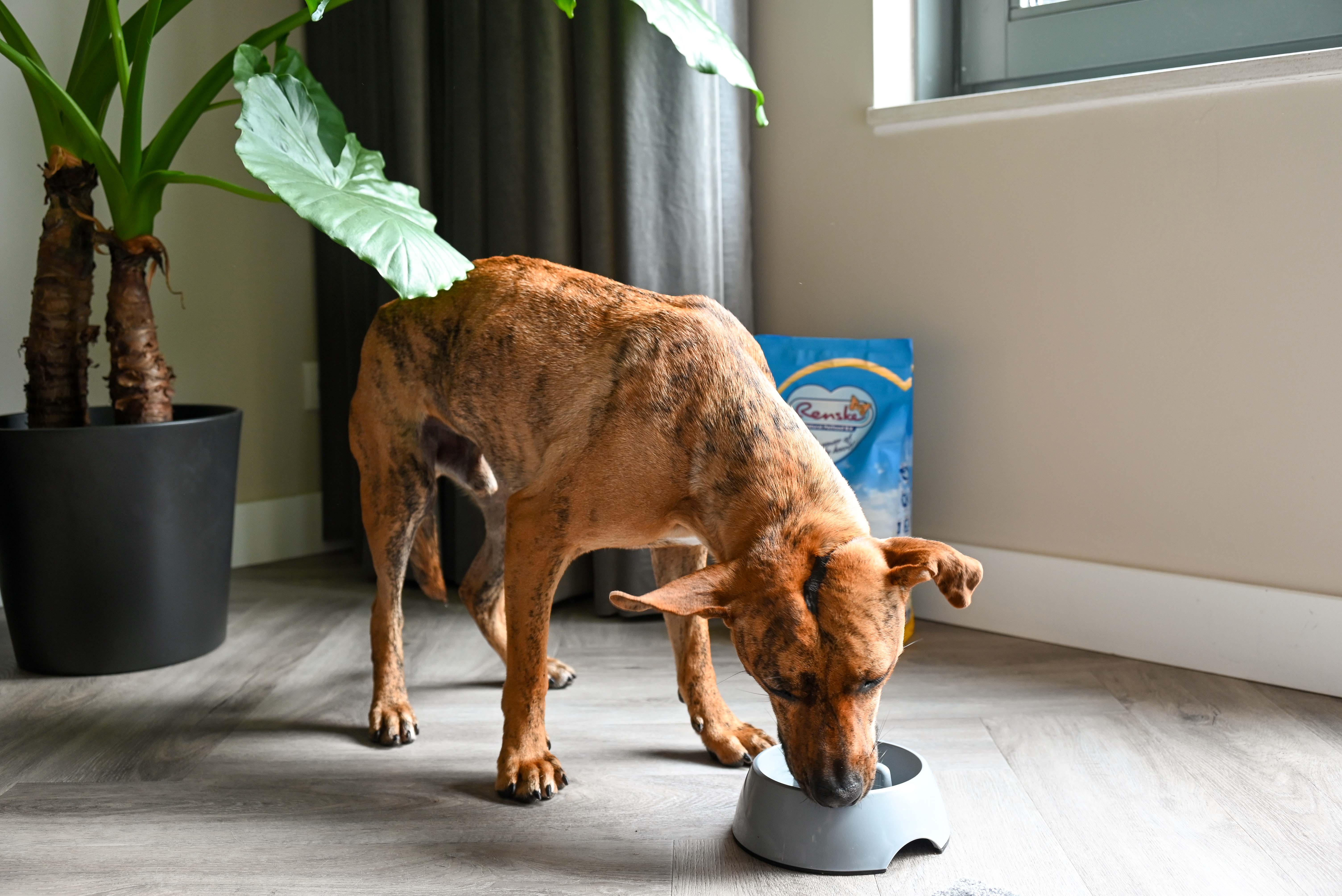 Renske natuurlijke dierenvoeding rust en ondersteunen