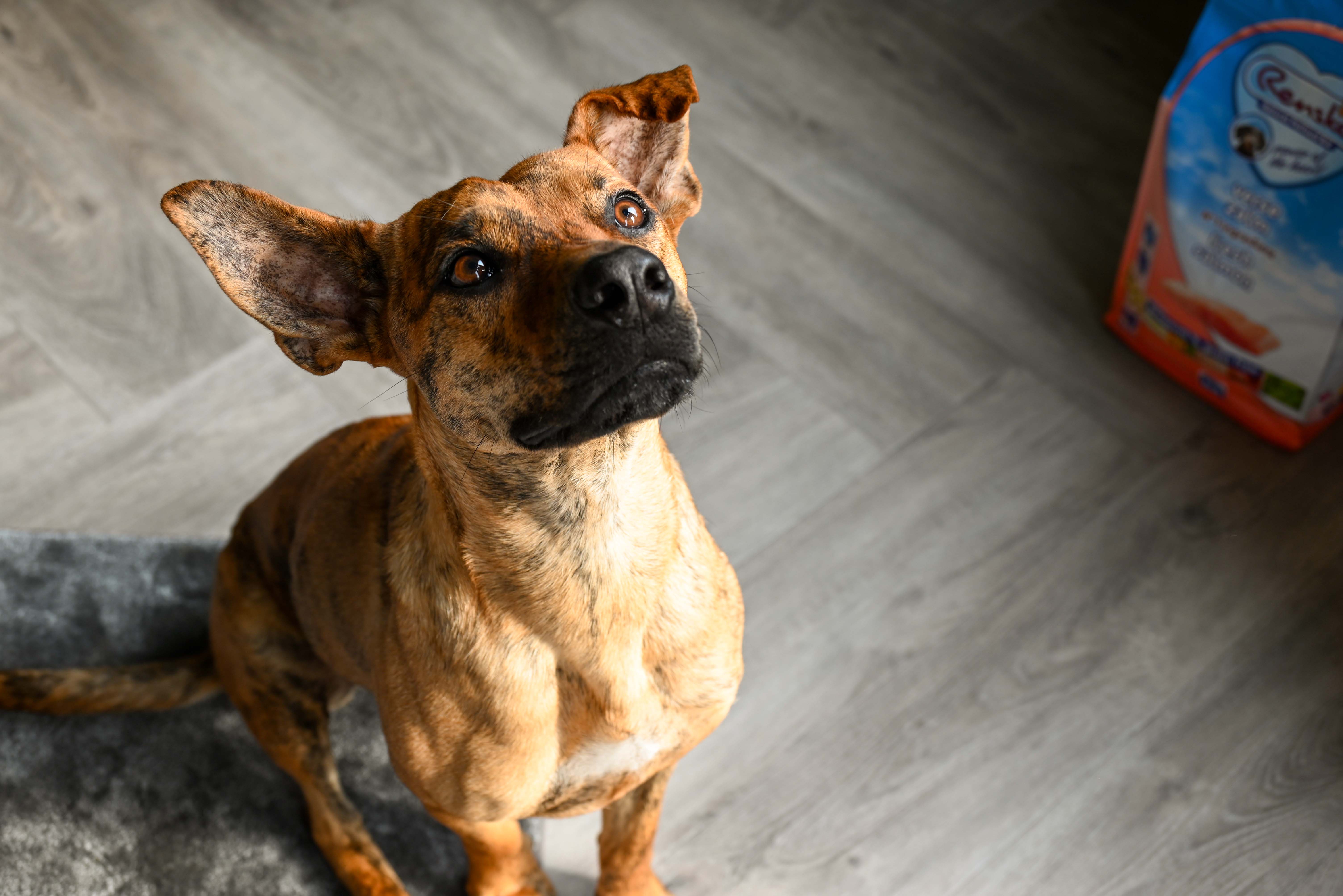 hond piept en onrustig