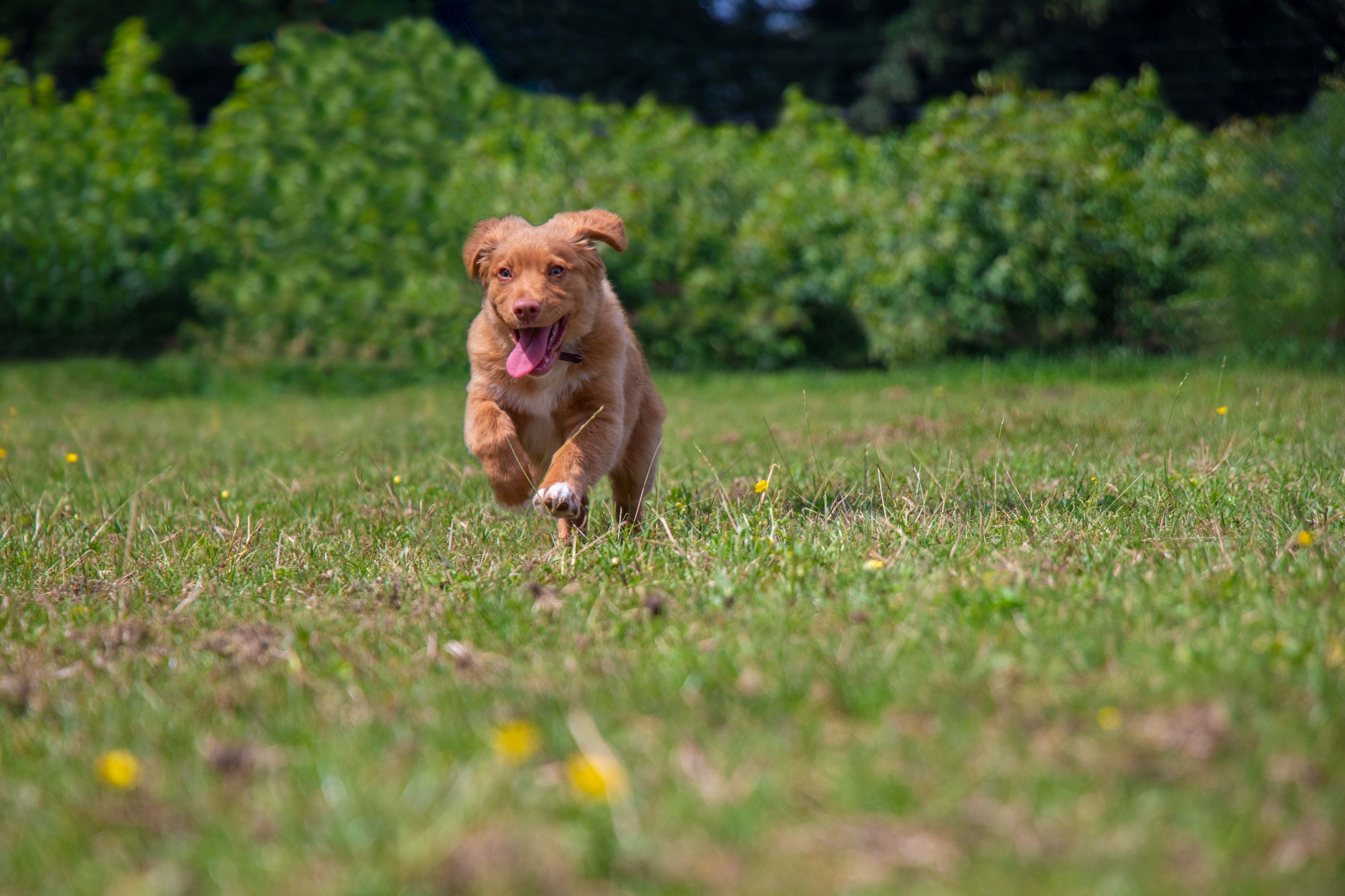 Oorzaken onrustig gedrag bij je hond