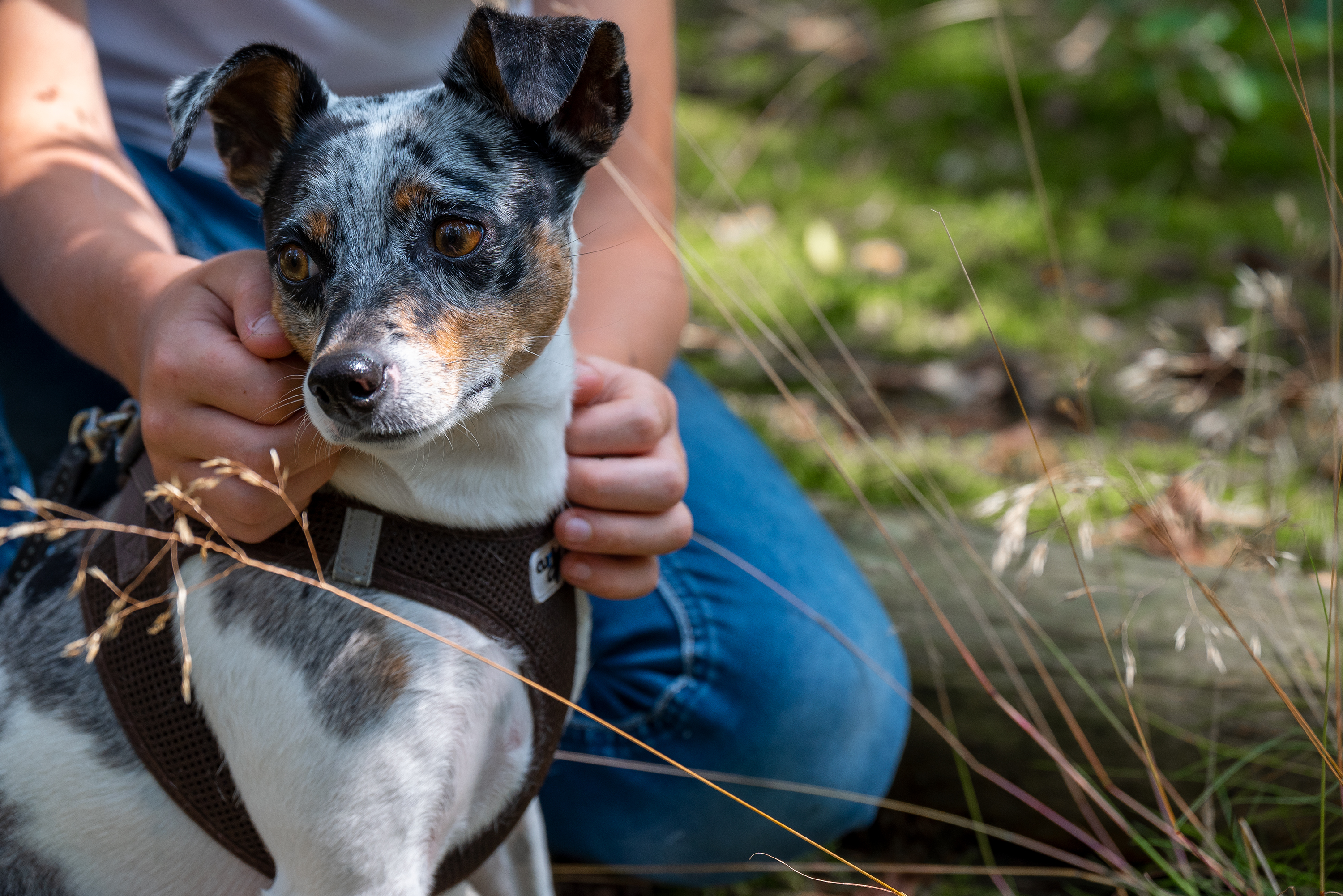 Hond met ringworm buiten