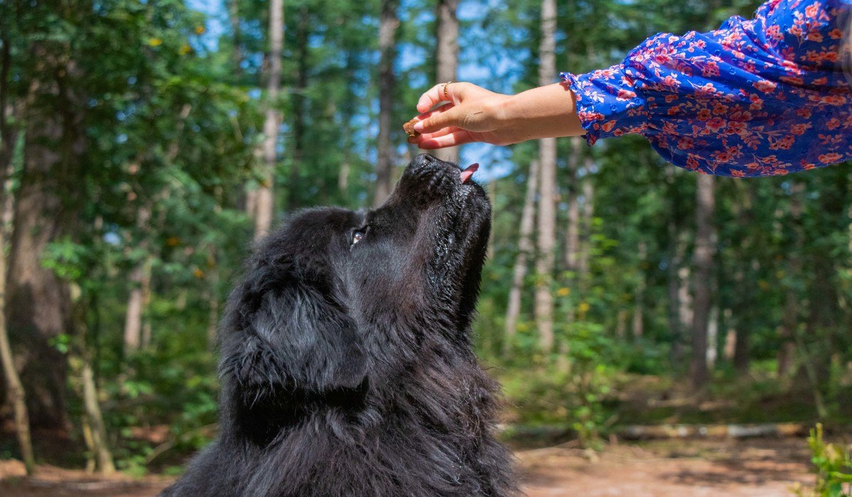 Eliminatiedieet hond