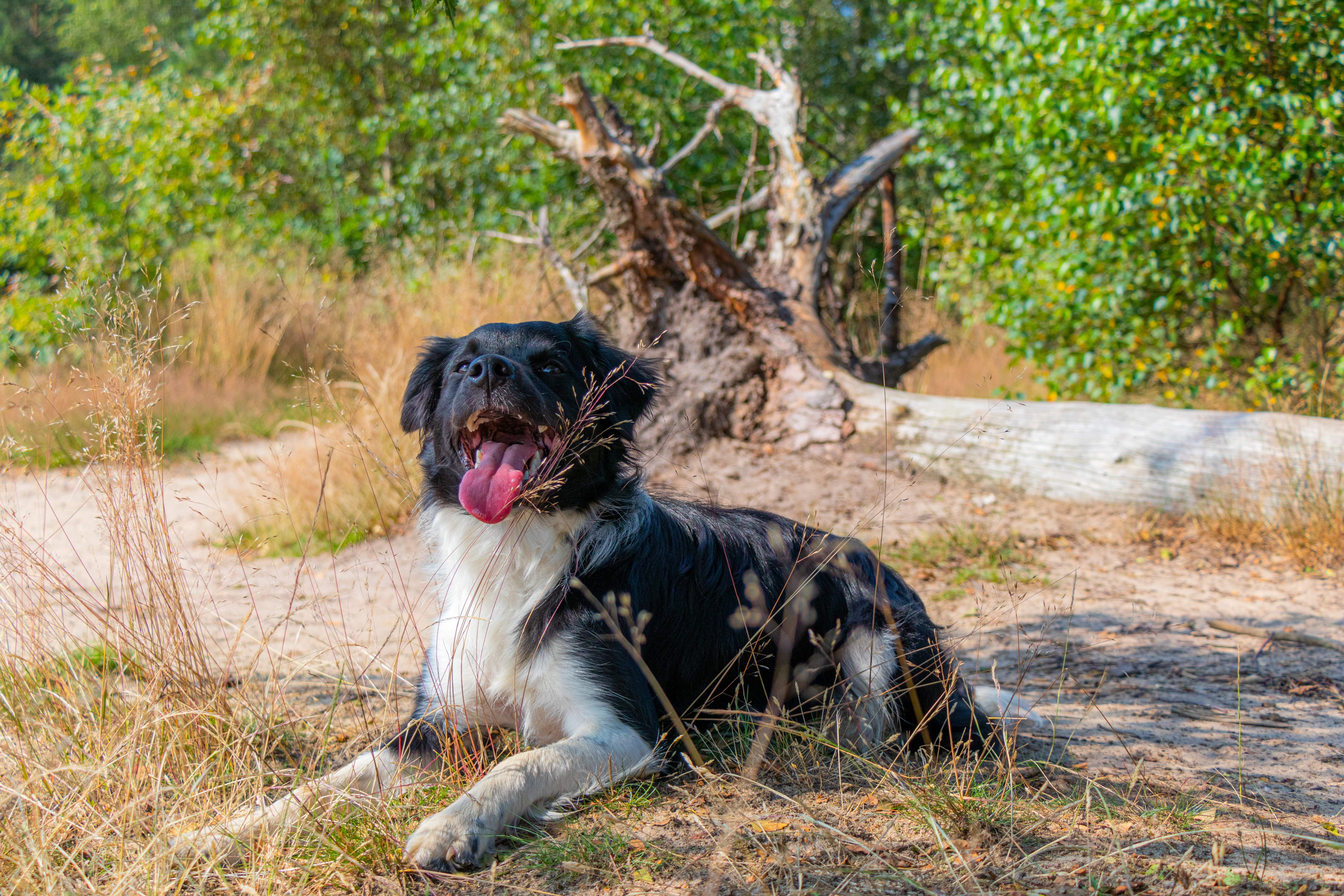 Hond gaat liggen tijdens wandelen 
