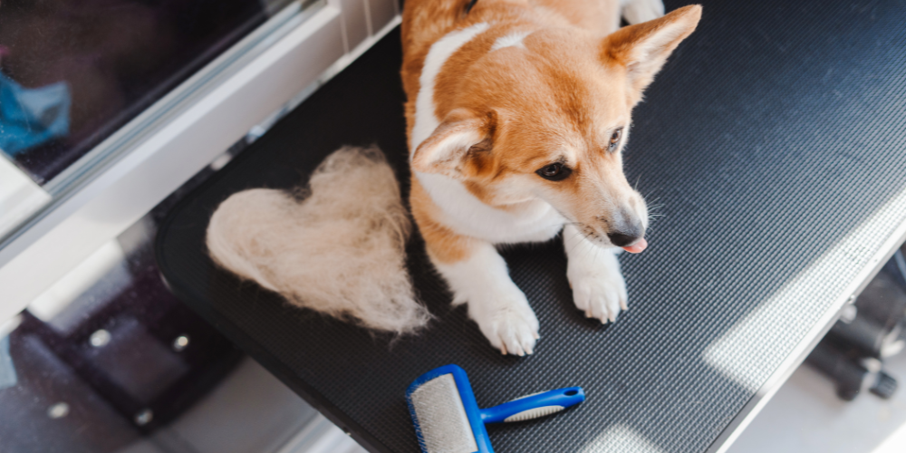 verharen ruiperiode hond