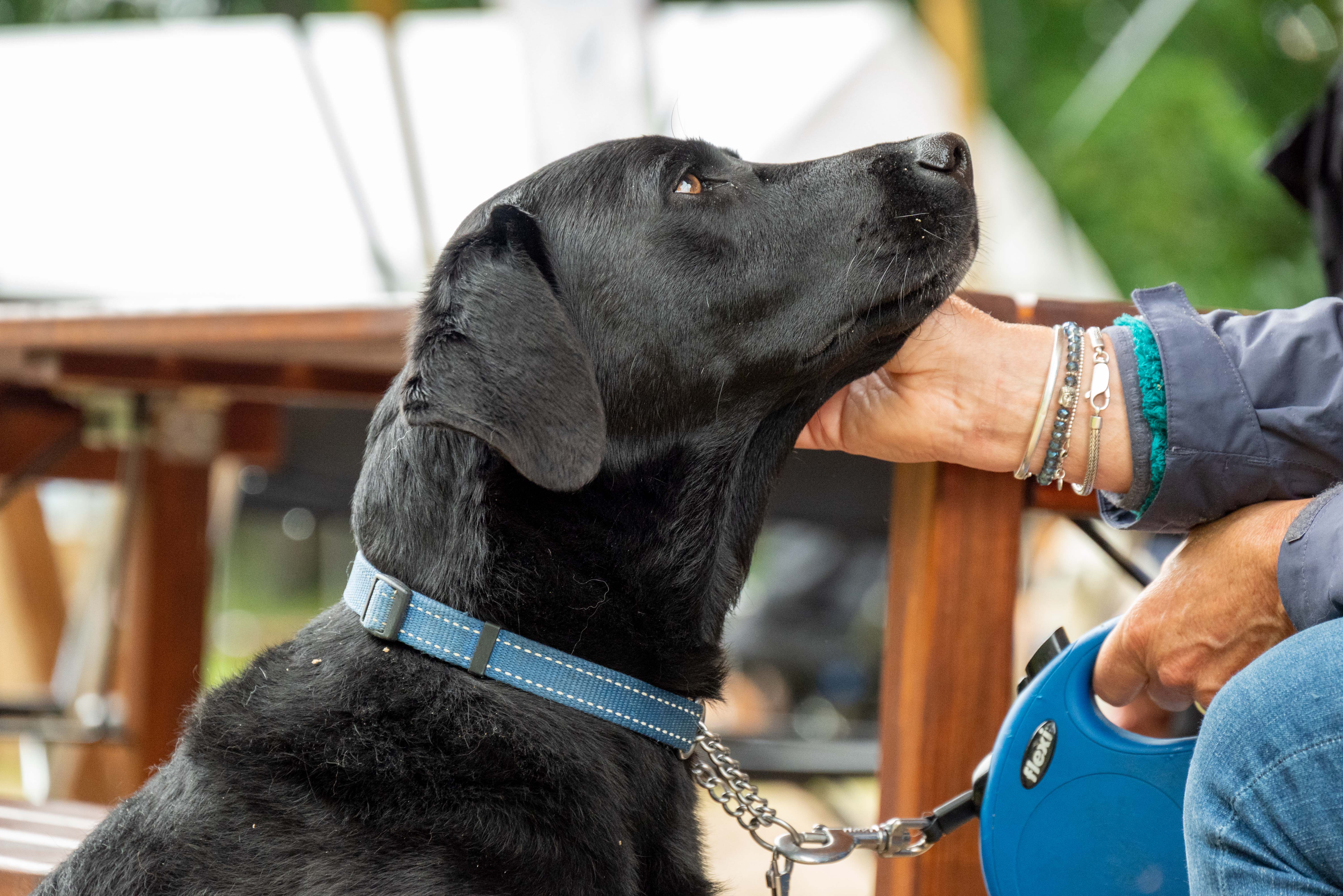 plast hond in huis door stress? Tips