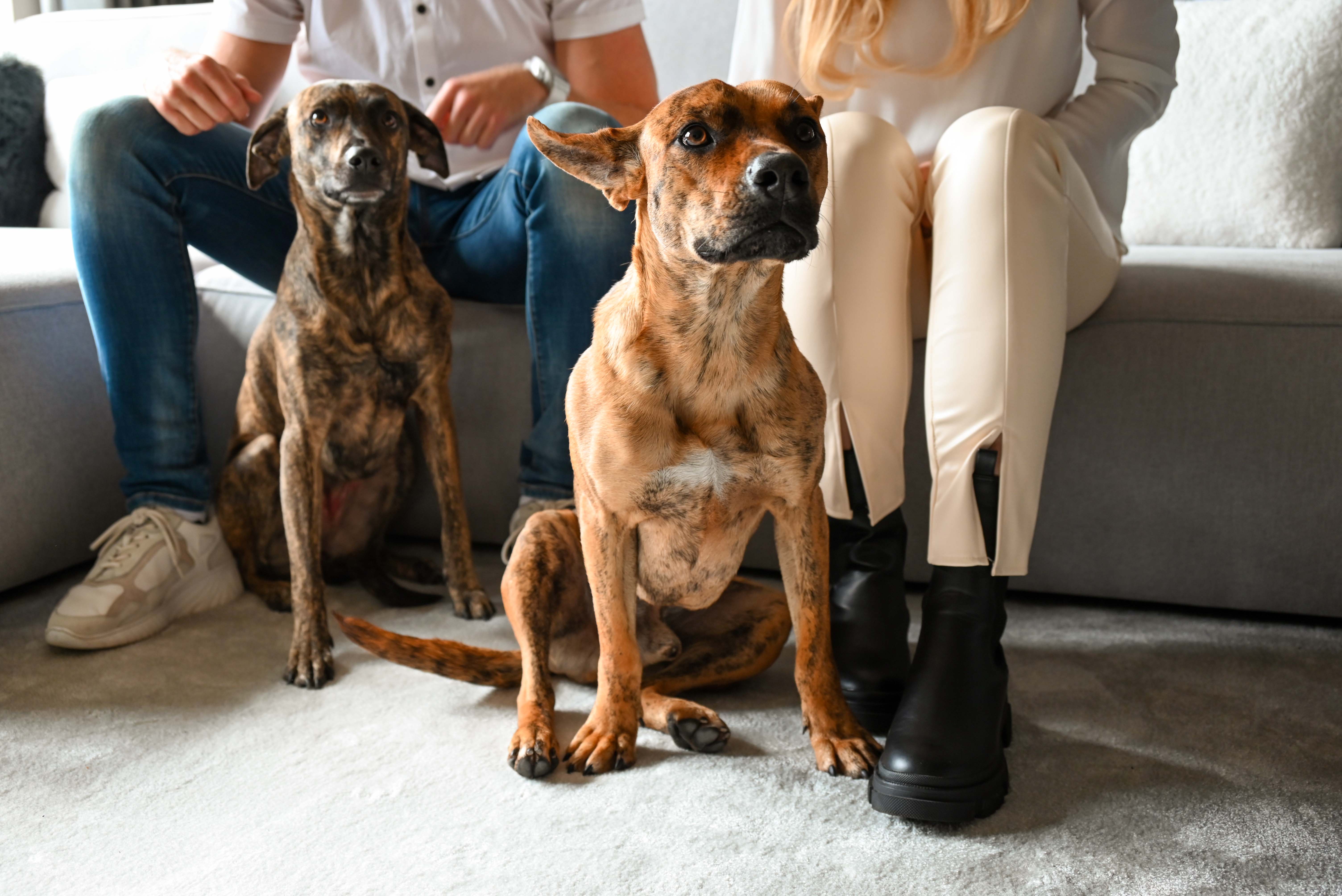 angstige hond helpen - 2 honden met hun baasjes