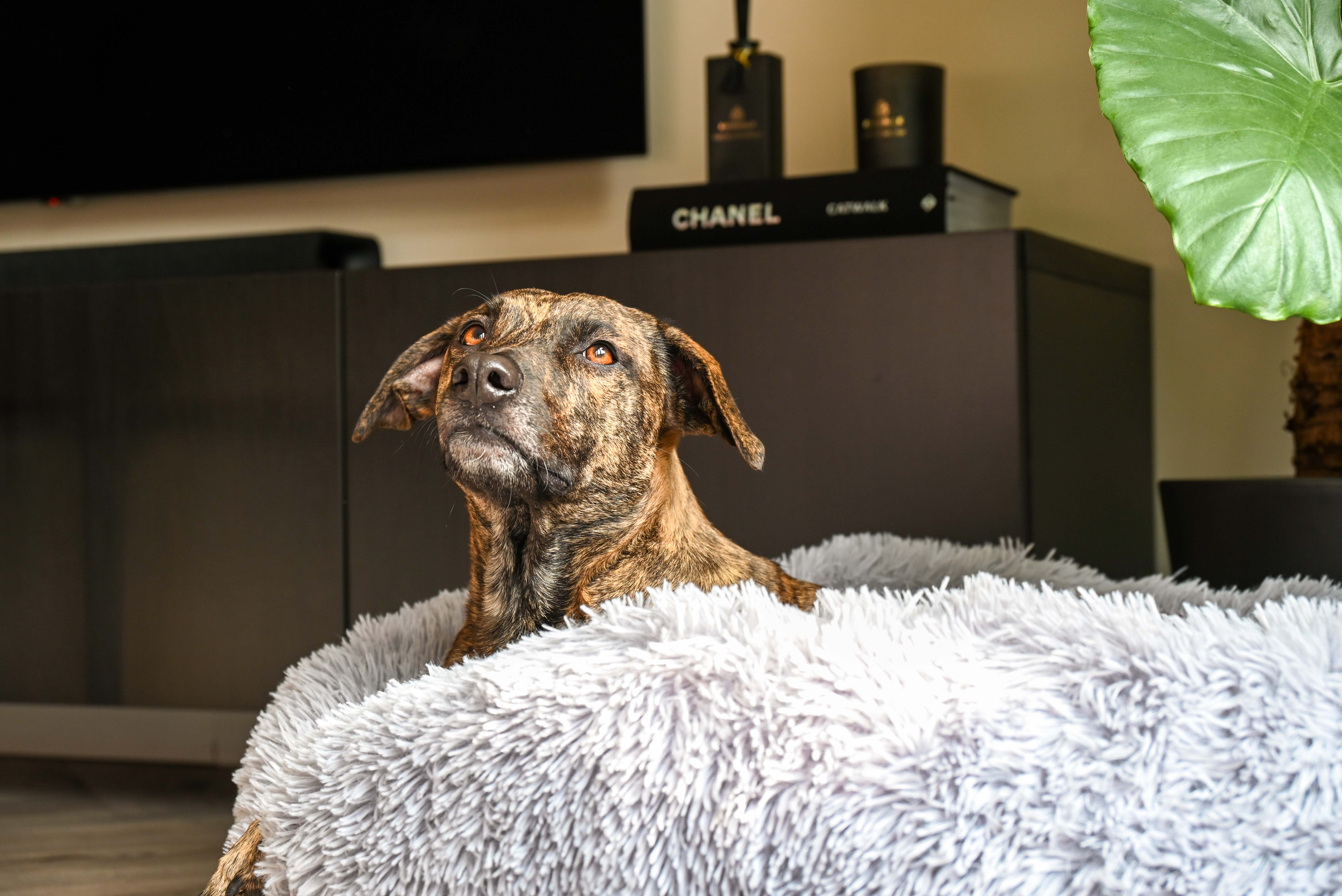 antistress remedie hond - hond met platte oren