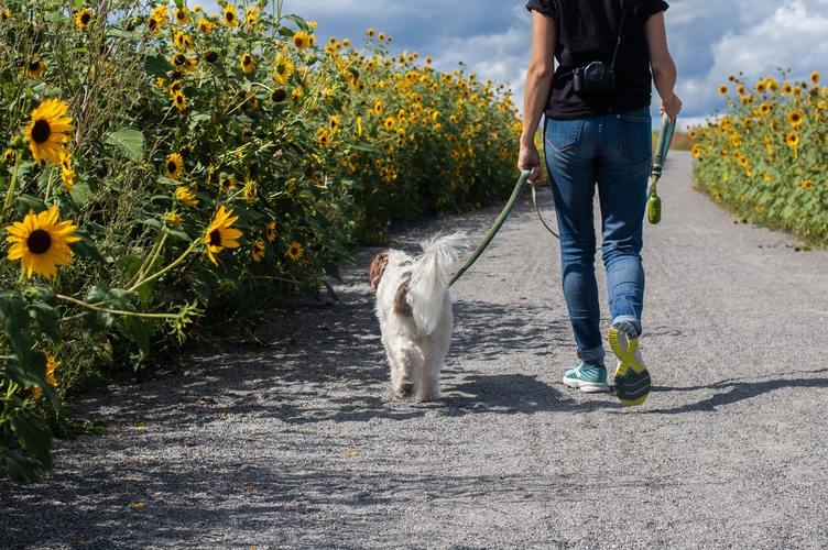 Hoe lang en hoe vaak moet je met je hond wandelen?