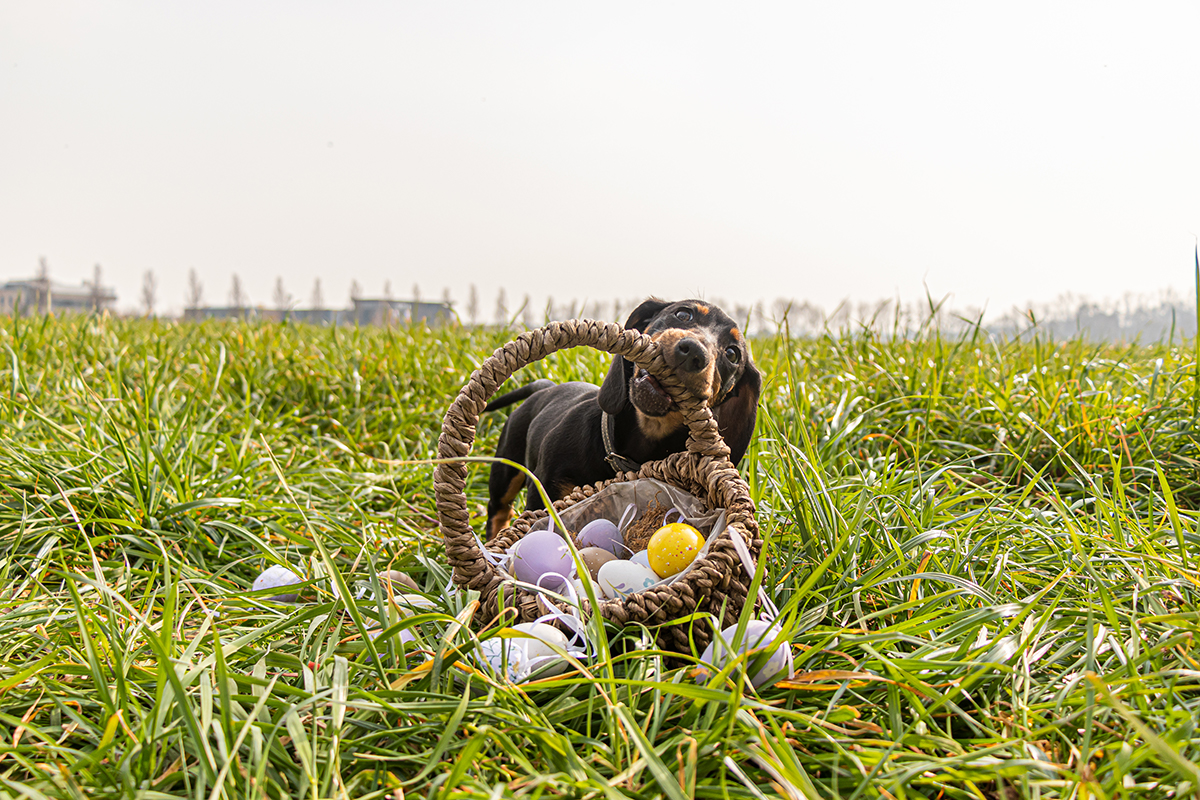 hond bijt alles kapot