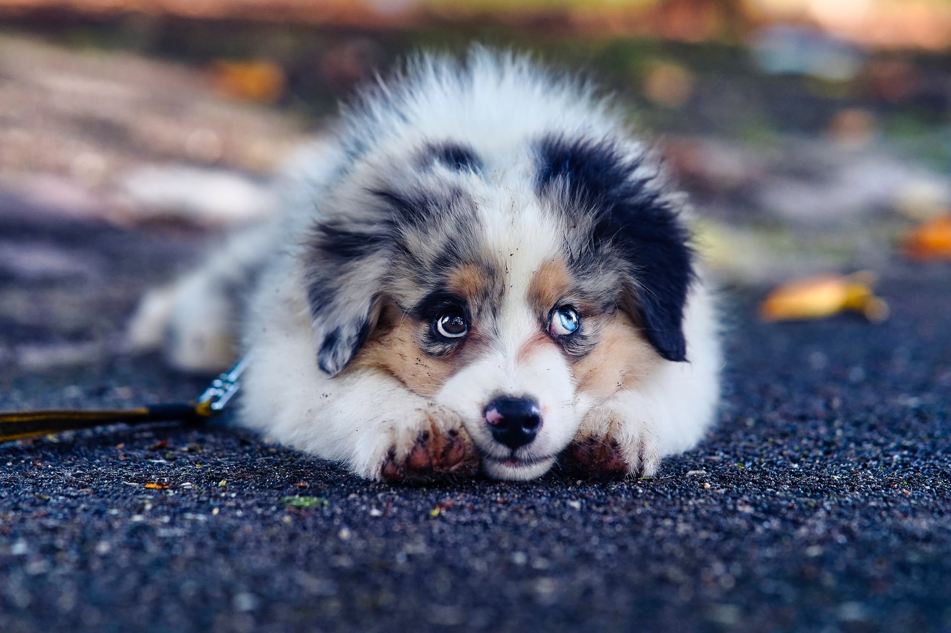 Bench training voor puppy's