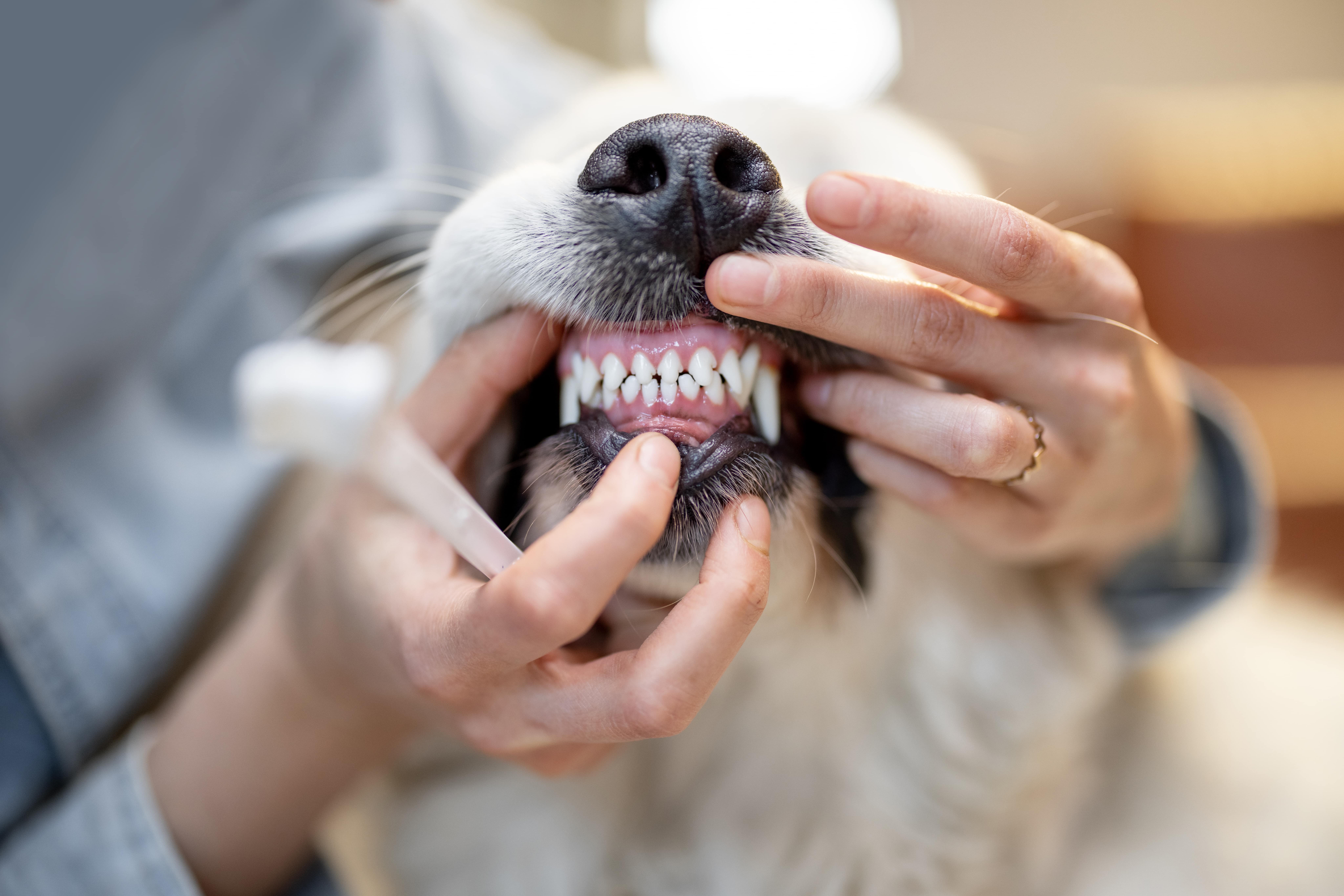 monteren Ga wandelen Waardeloos 5 tips voor ontstoken tandvlees bij honden