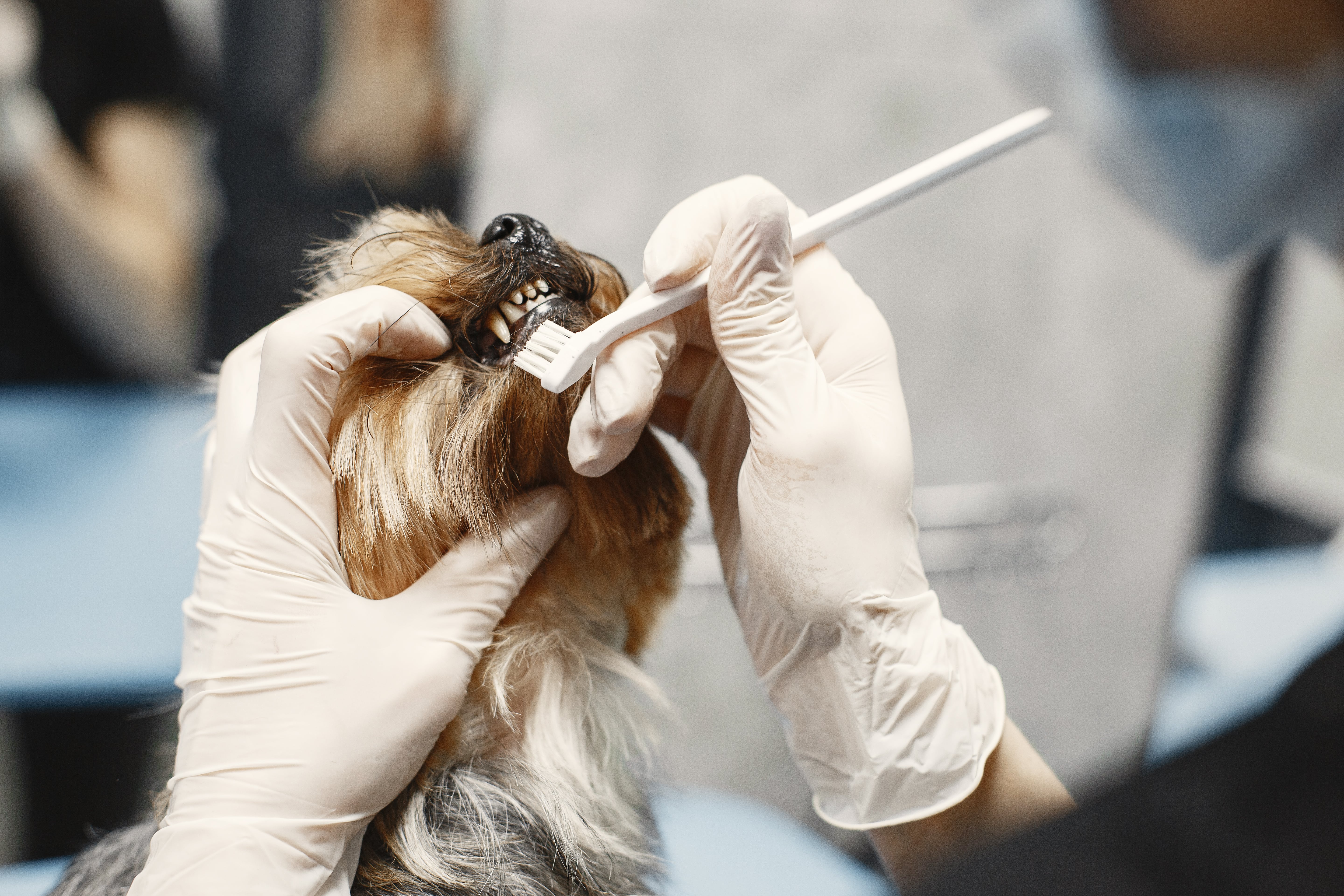 gebitsreiniging hond