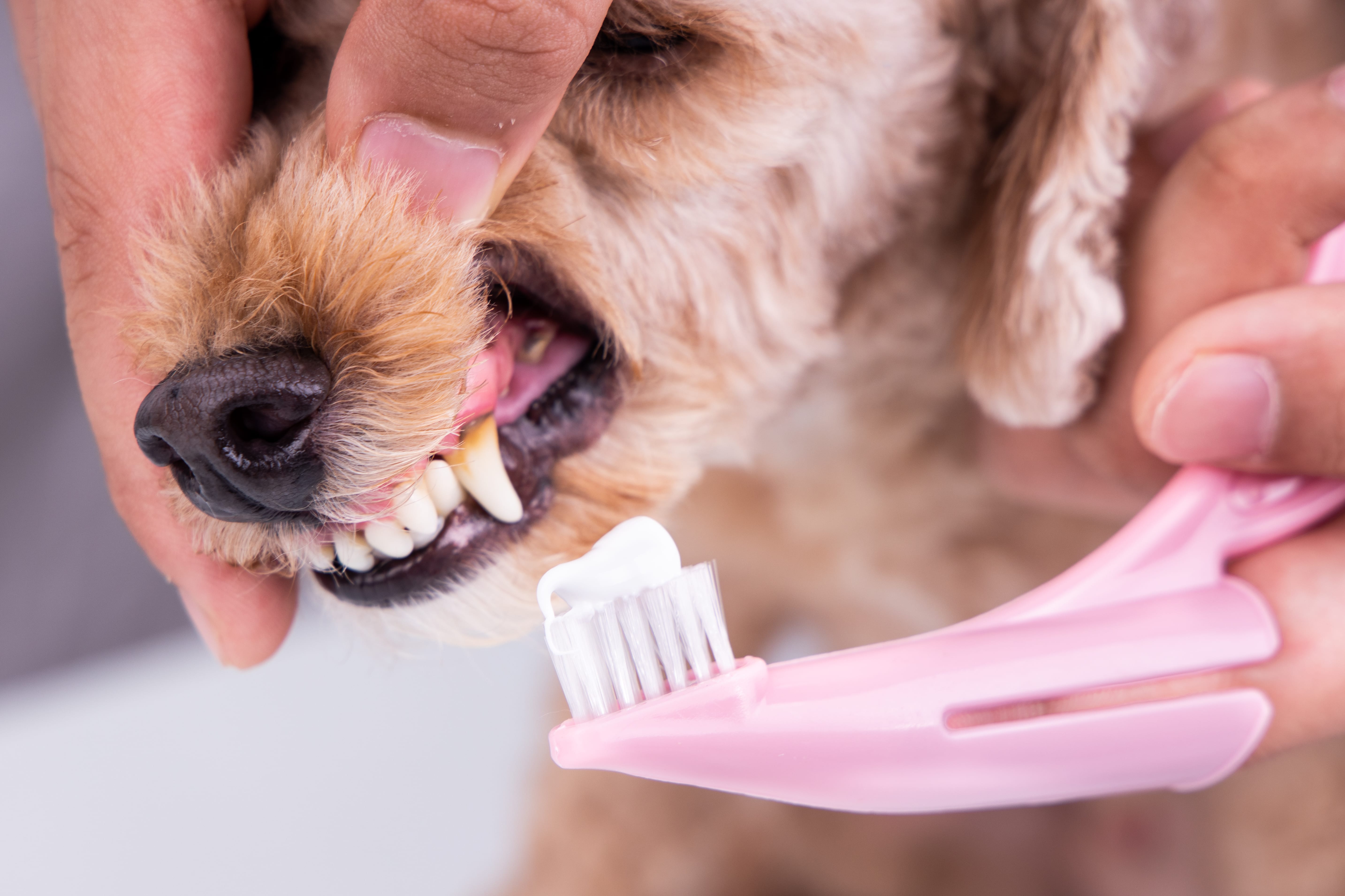 Conclusie Zeggen flexibel De tanden poetsen van je hond: zo doe je dat