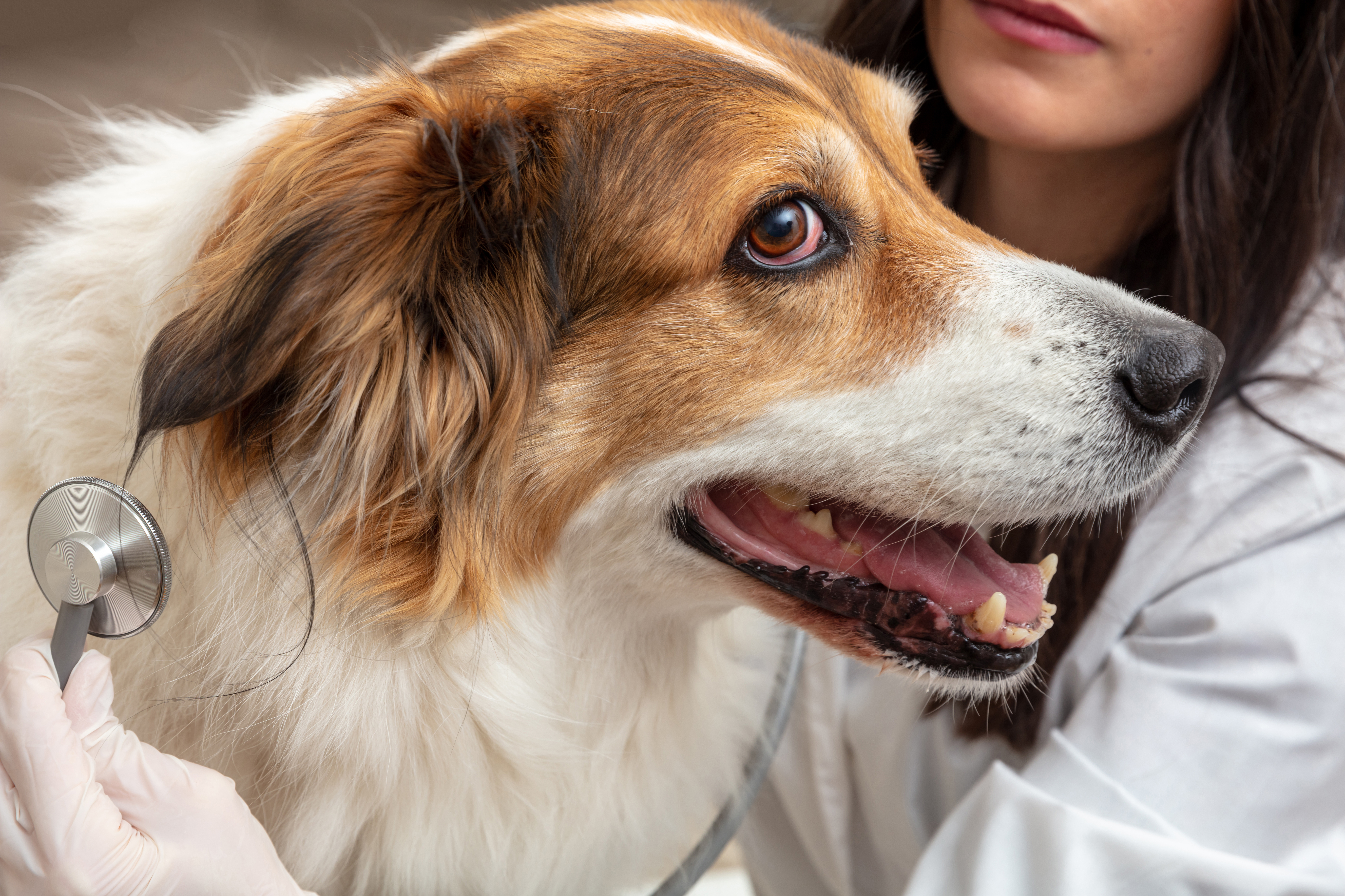 Witte Duitse Herder Puppy's : r/germanshepherds, image size:8000x5333