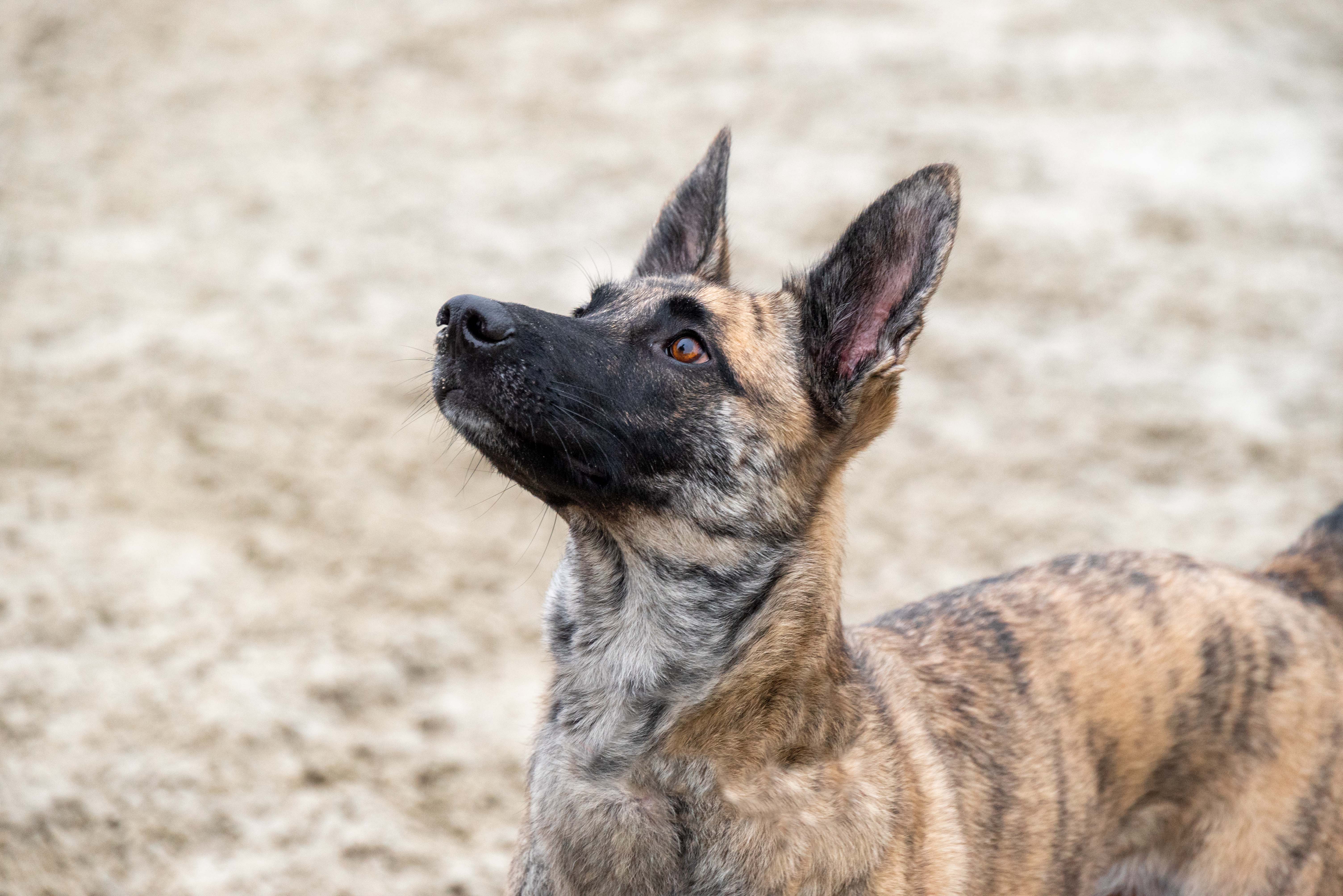 Waarom jouw hond met zijn kop schudt
