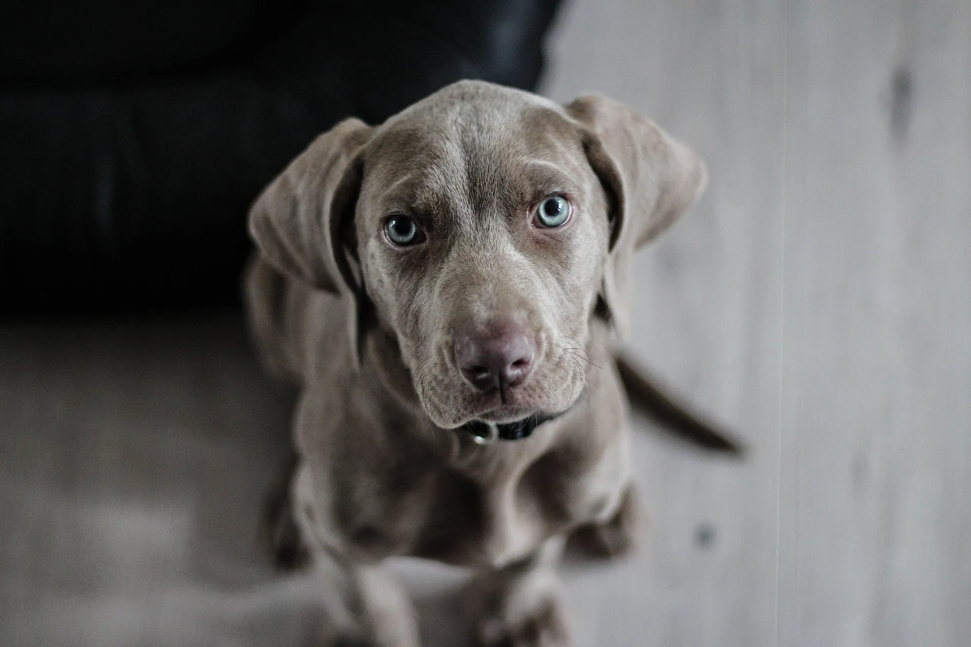 weimaraner-1381186_1920-1